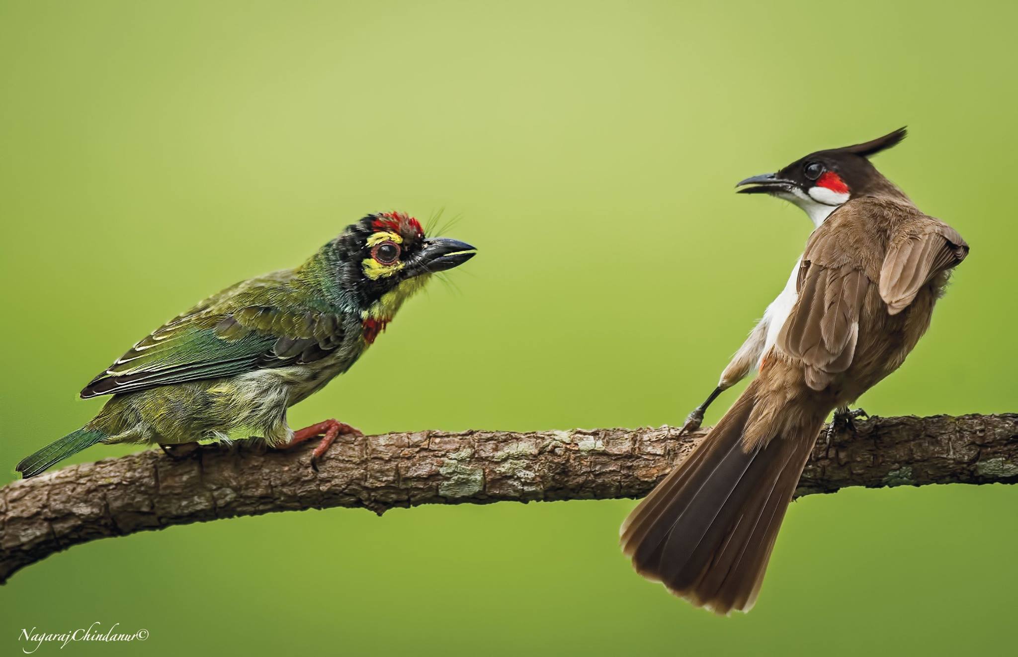 Top 25 Wild Bird Photographs of the Week #93 – National Geographic Blog
