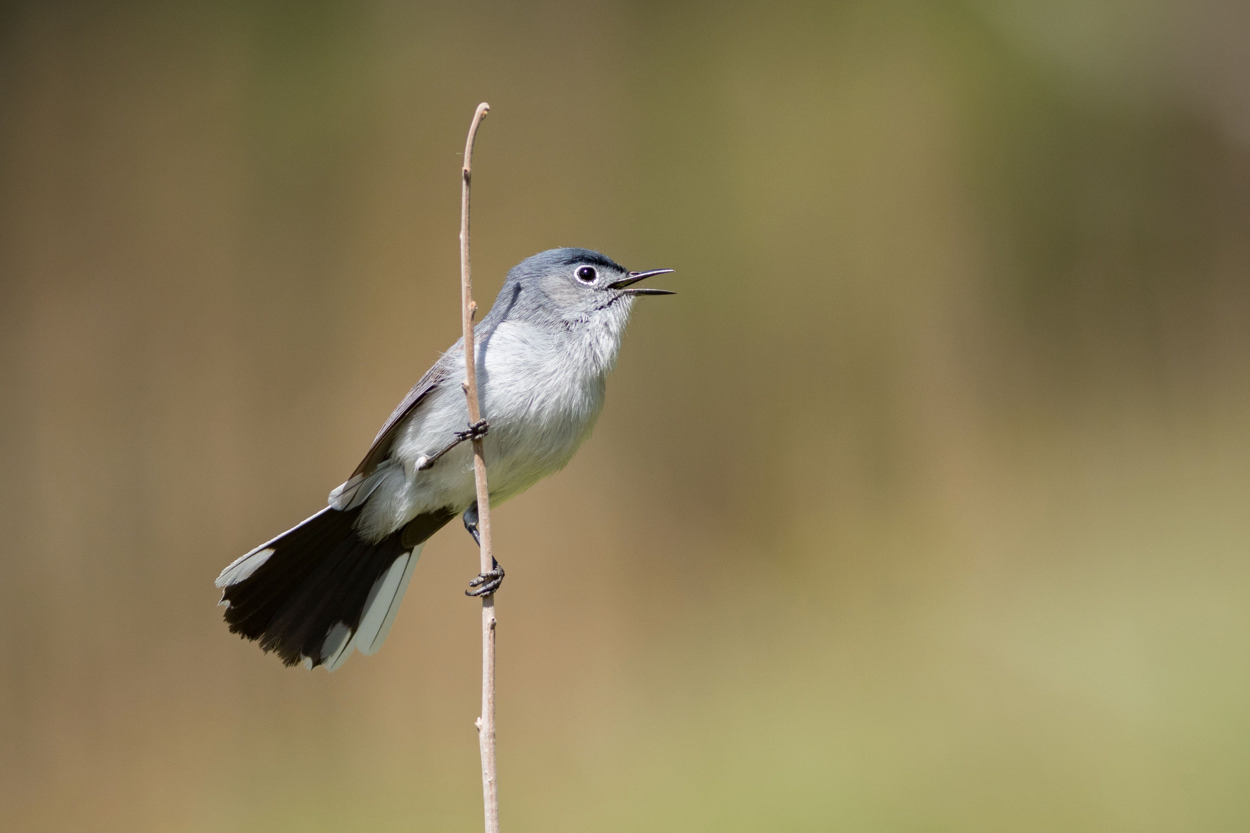 Blue-Gray Gnatcatcher ©Esther Brady. Wild Bird Company, Saturday ...