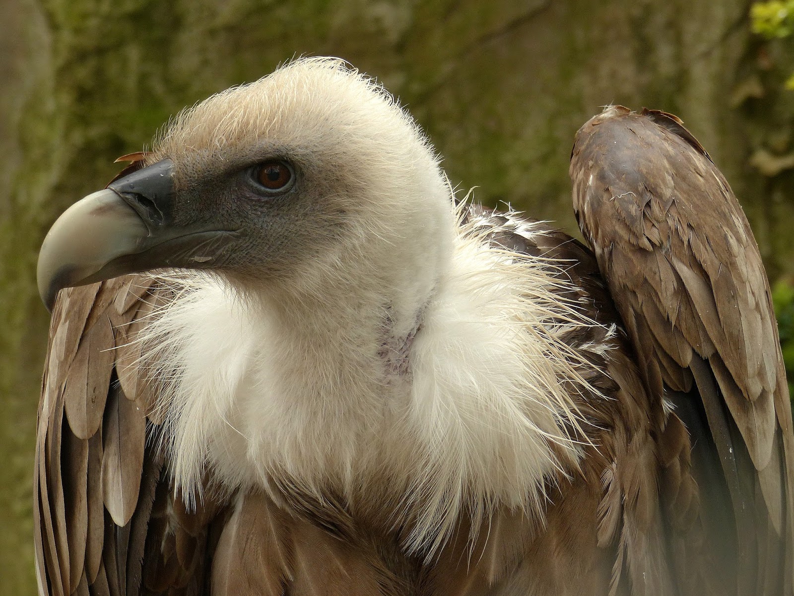 Birding For Pleasure: WILD BIRD WEDNESDAY - Griffin Vulture