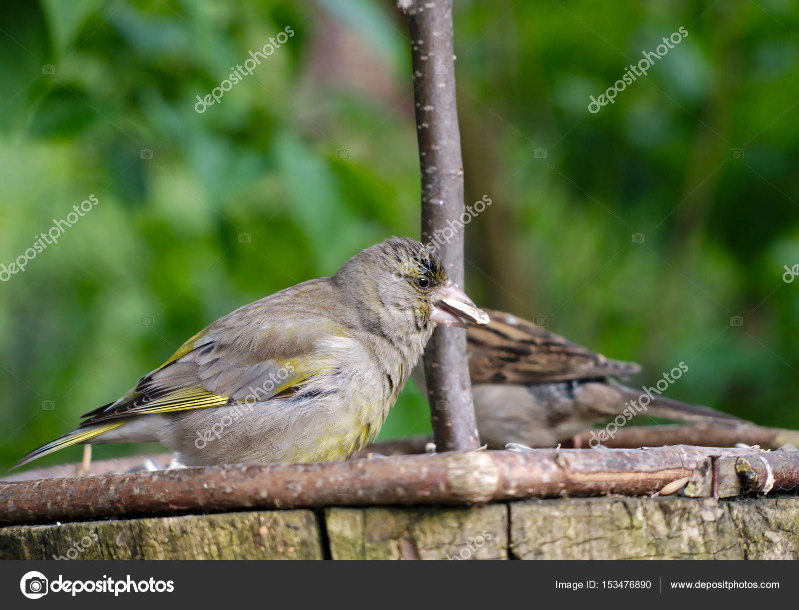 wild bird siskin — Stock Photo © witoldkr1 #153476890
