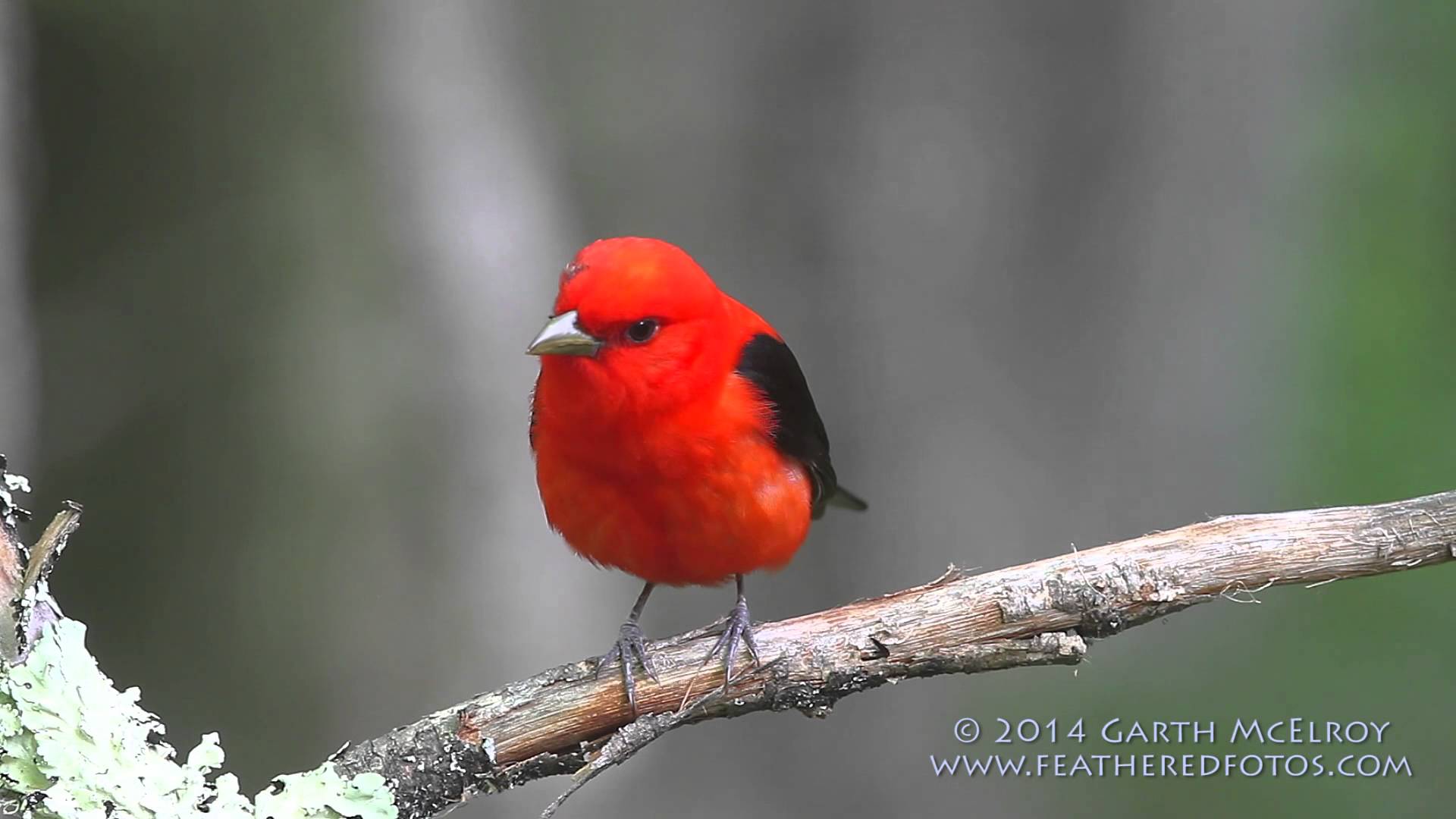 Scarlet Tanager in Maine - YouTube