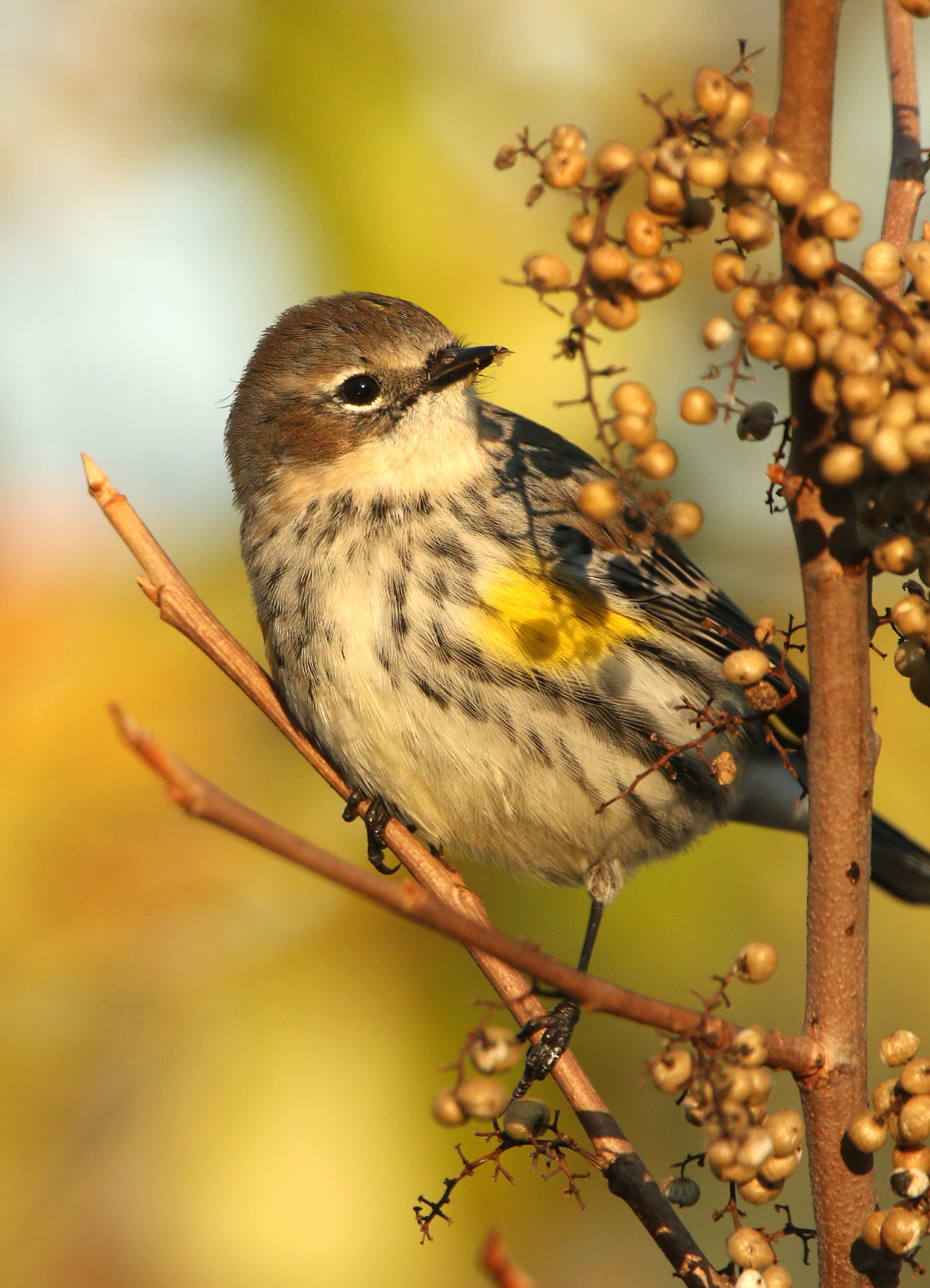 Take Care of Your Wild Birds This Winter! :: Olsen's