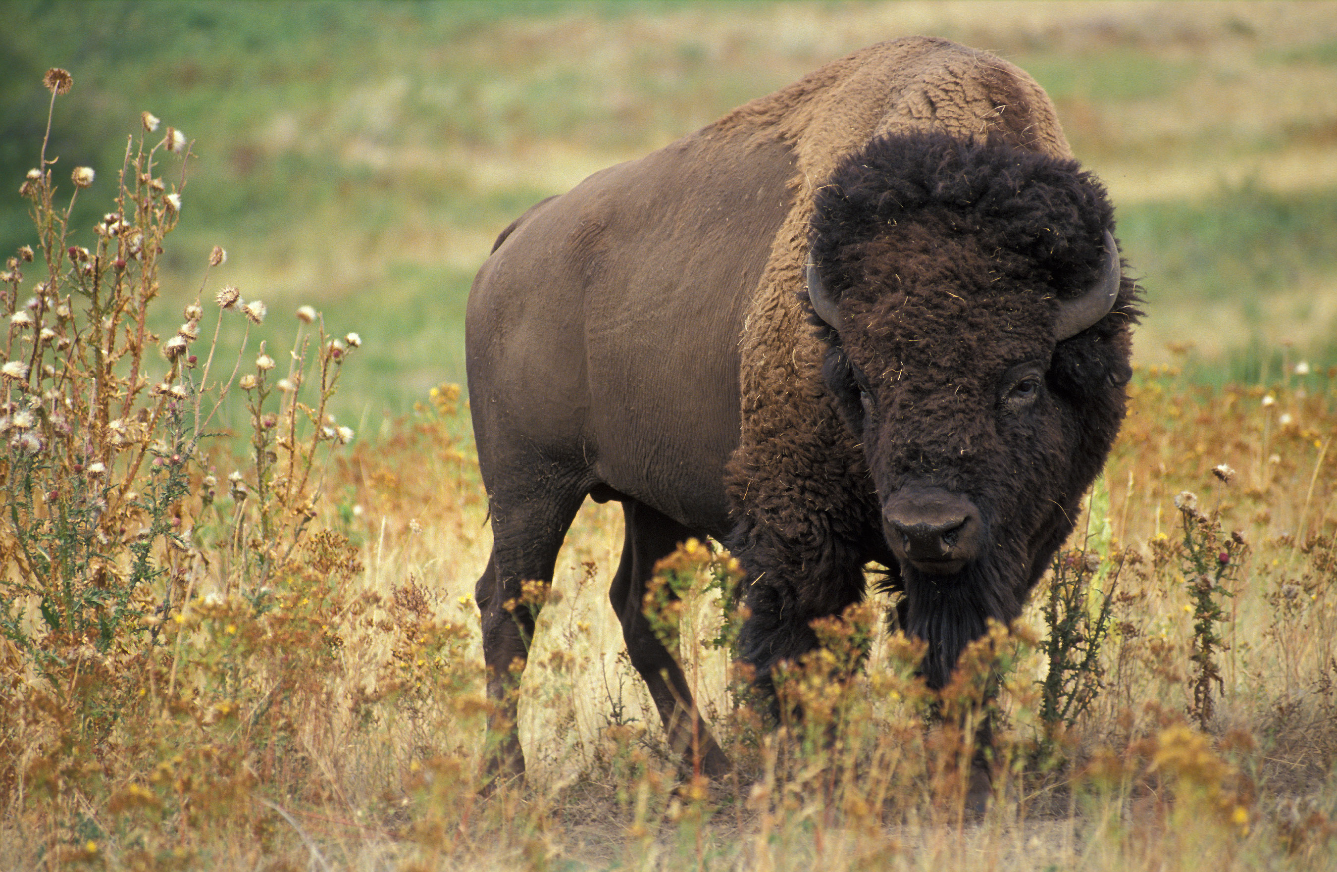 Wild bison photo