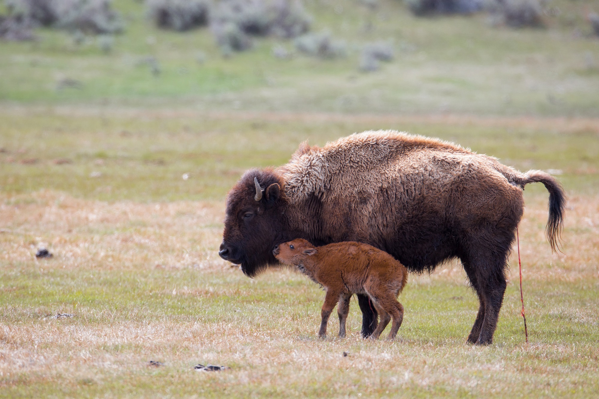 Wild Bison, Animal, Bison, Landscape, Mount, HQ Photo
