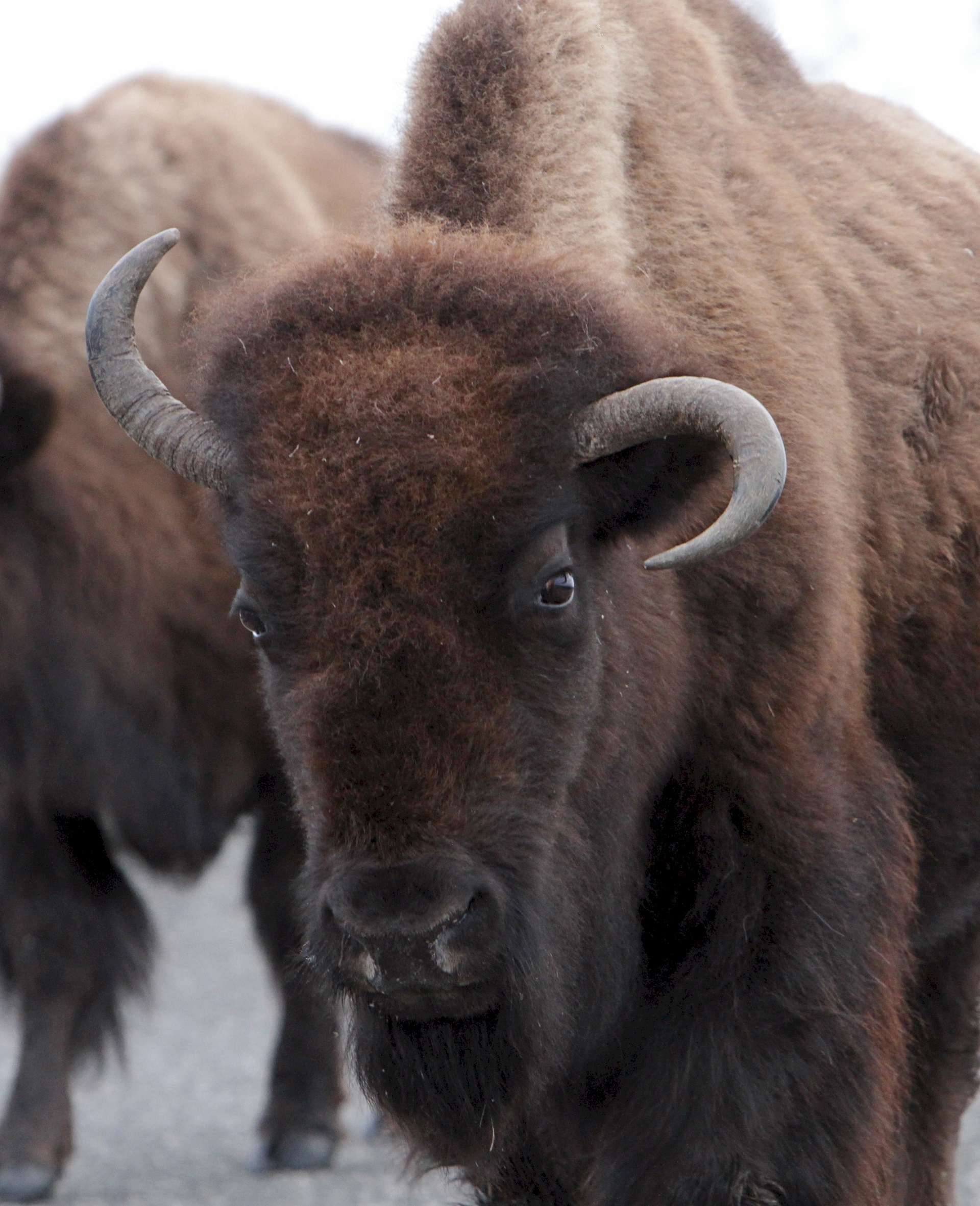 Wild Bison, Animal, Bison, Black, Fur, HQ Photo