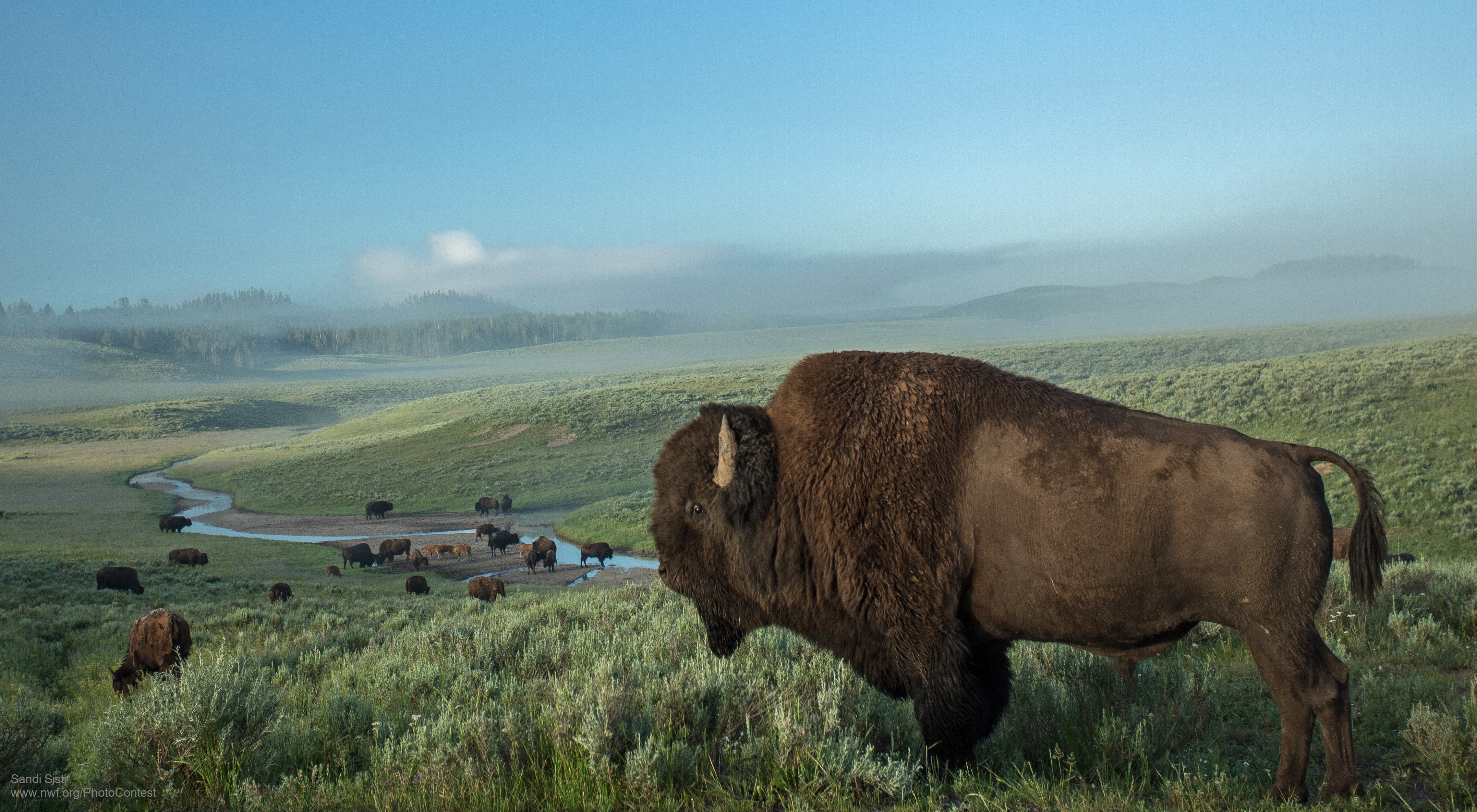 Five Places to Watch Wild Bison Roam : The National Wildlife ...