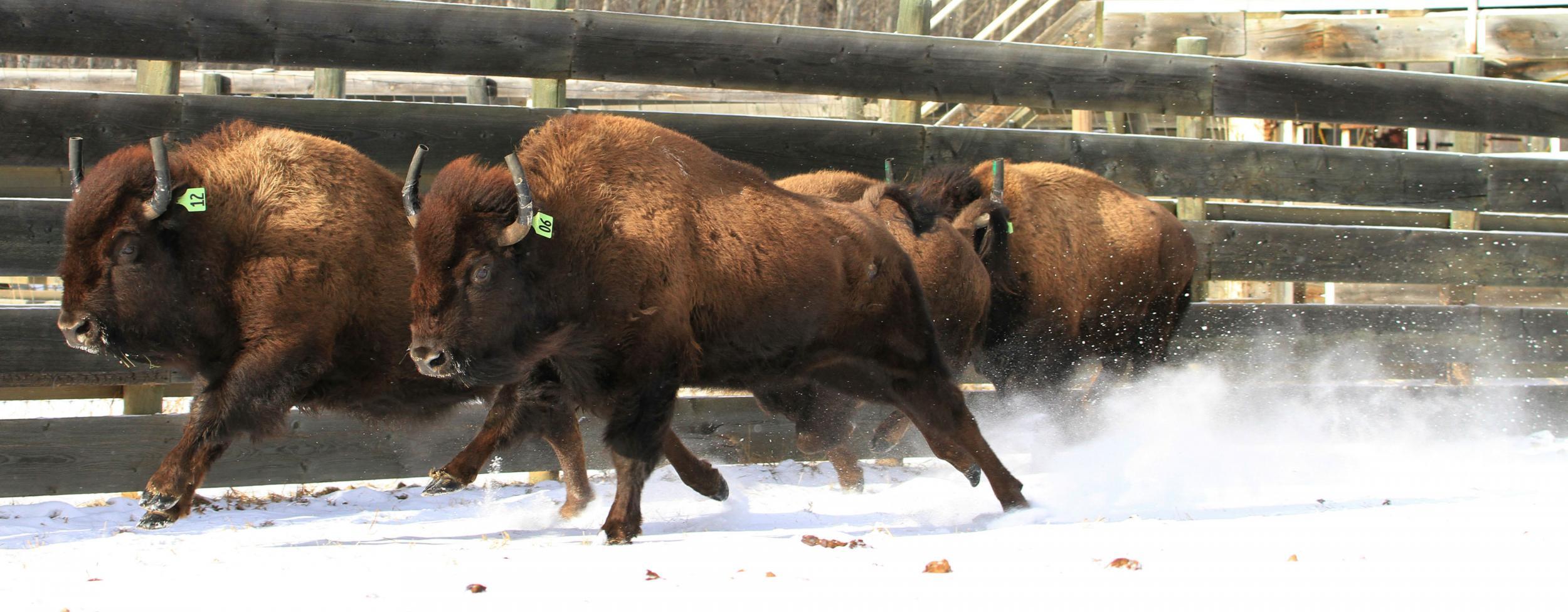 Wild bison roam Canada's oldest national park for first time in more ...