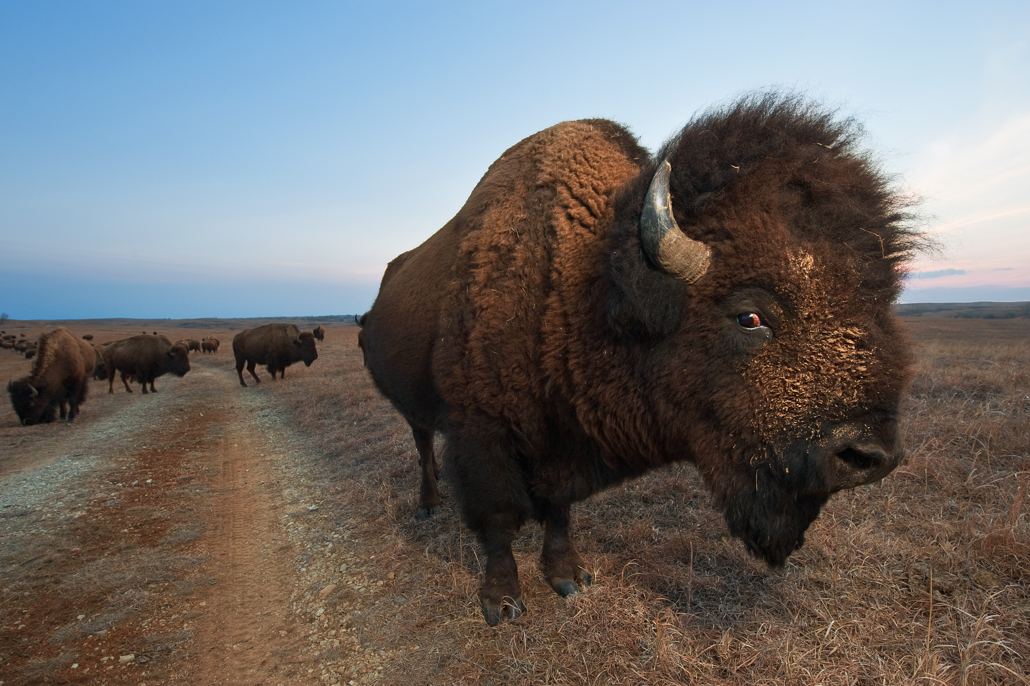 How to Put a Camera on a 1,000-Pound Bison – National Geographic Blog