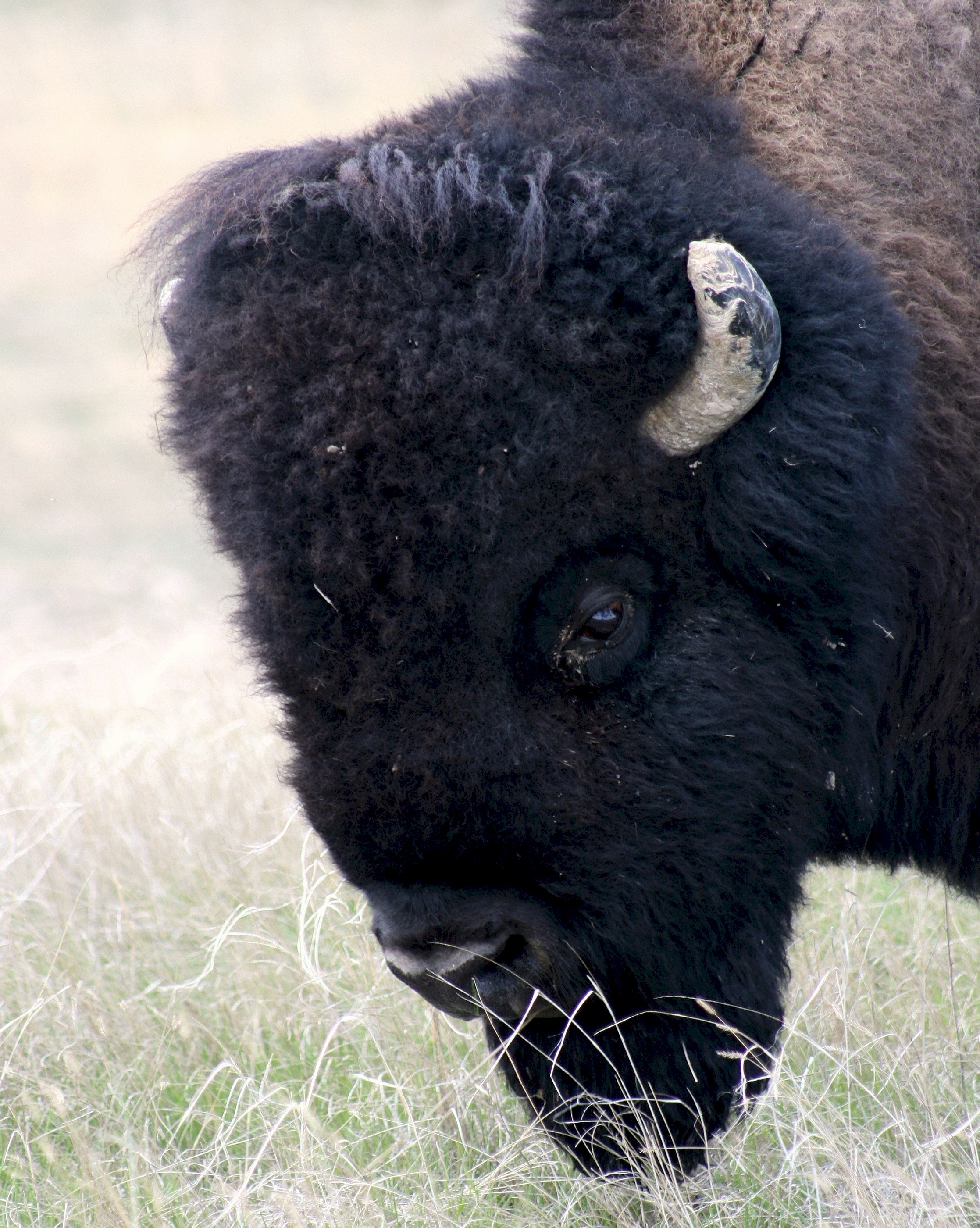 Wild Bison, Animal, Bison, Buffalo, Giant, HQ Photo