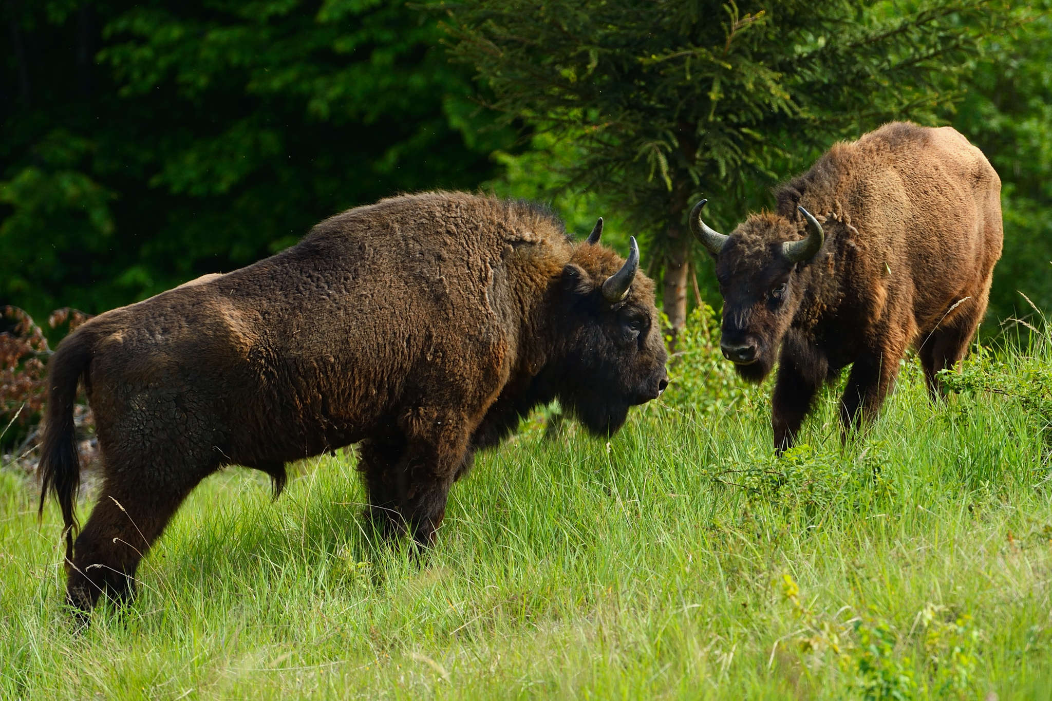 Bison in the wild – second bison release in the Southern Carpathians ...