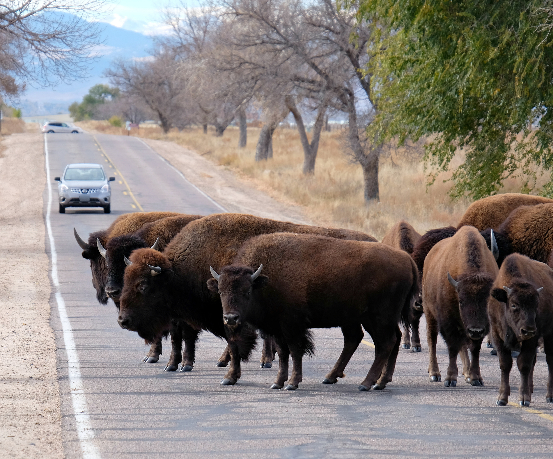 Plans are underway to see wild bison roaming at this US airport