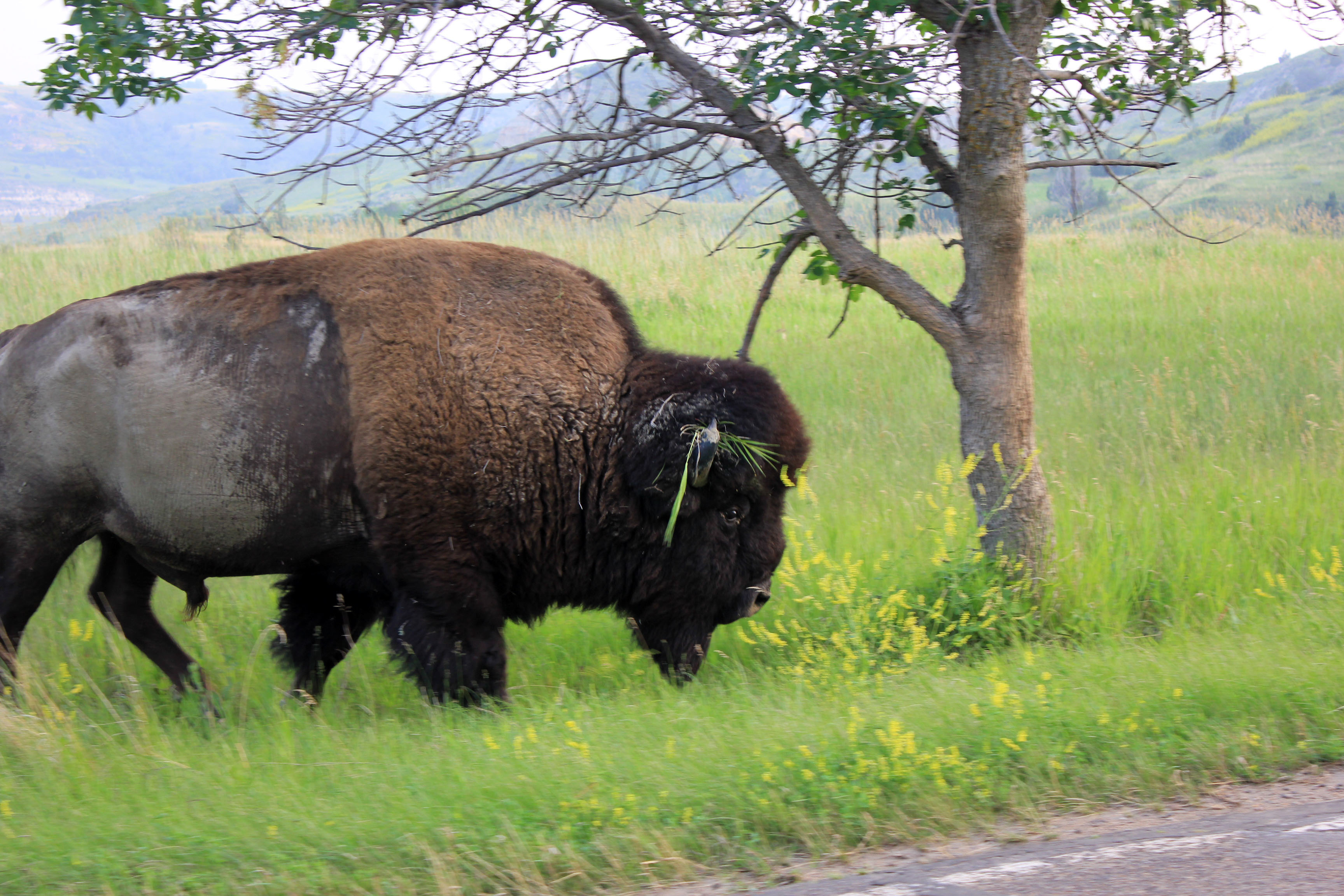Wild Bison at Theodore Roosevelt National Park, North Dakota image ...