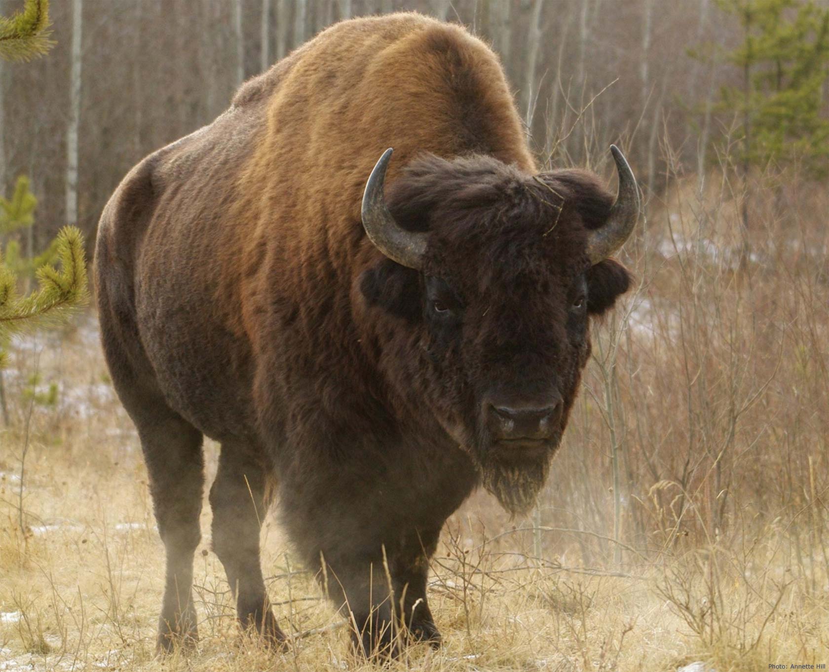 Canadian Wildlife Federation: North American Bison
