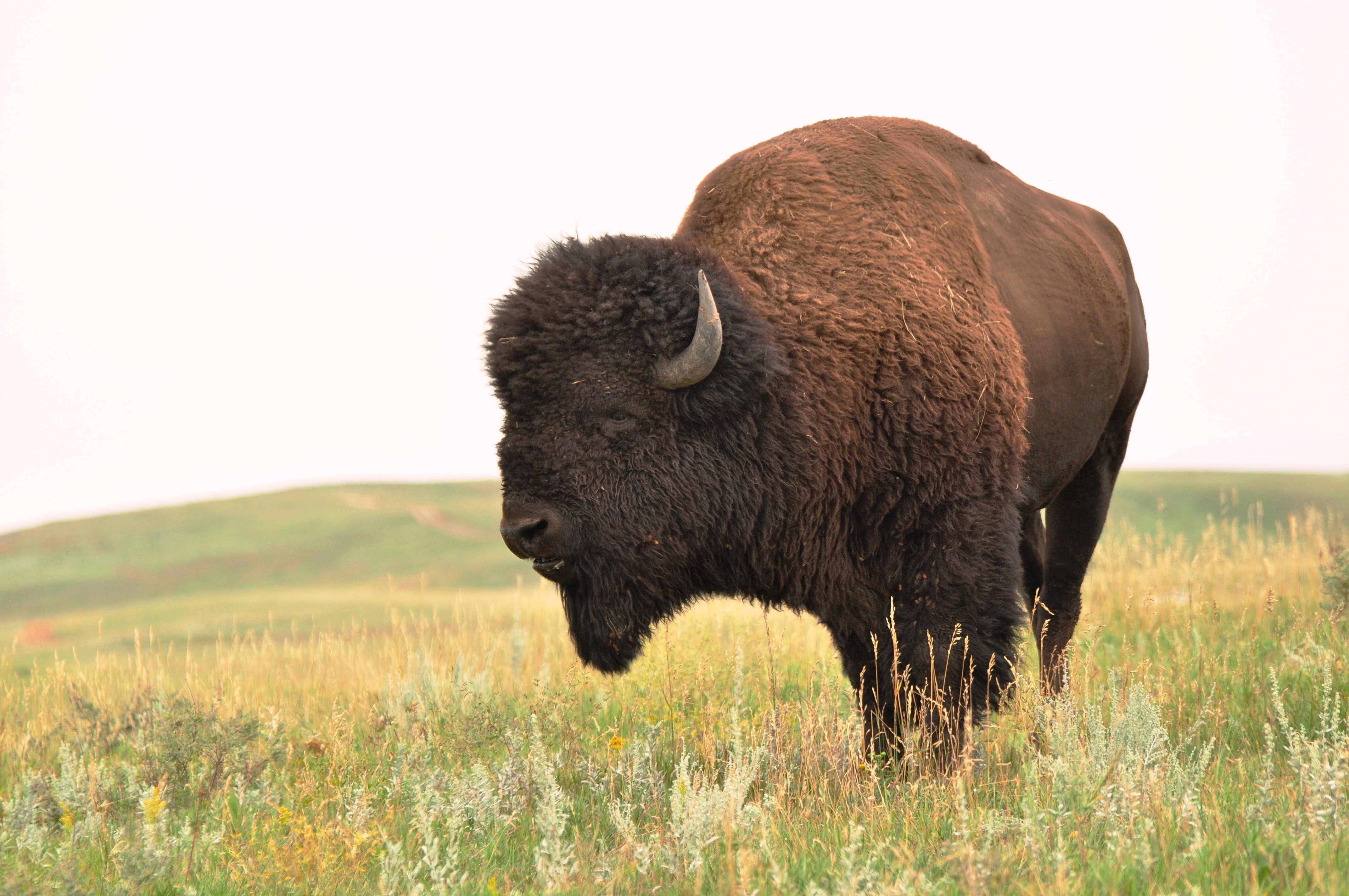 Prairie-Monarch | Bison & Buffalo | Pinterest | Buffalo, Wild life ...