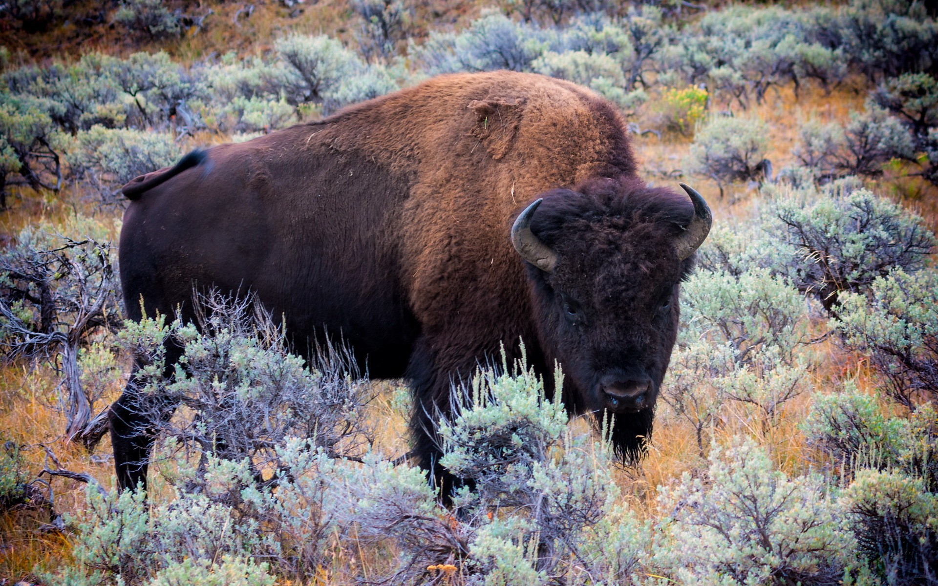 Animals: Buffalo Bison Animals Bulls Wild Animal Images Hd for HD 16 ...