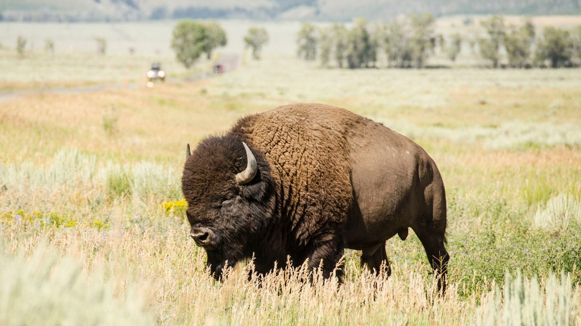 American Bison Wallpapers 5 - 1920 X 1080 | stmed.net