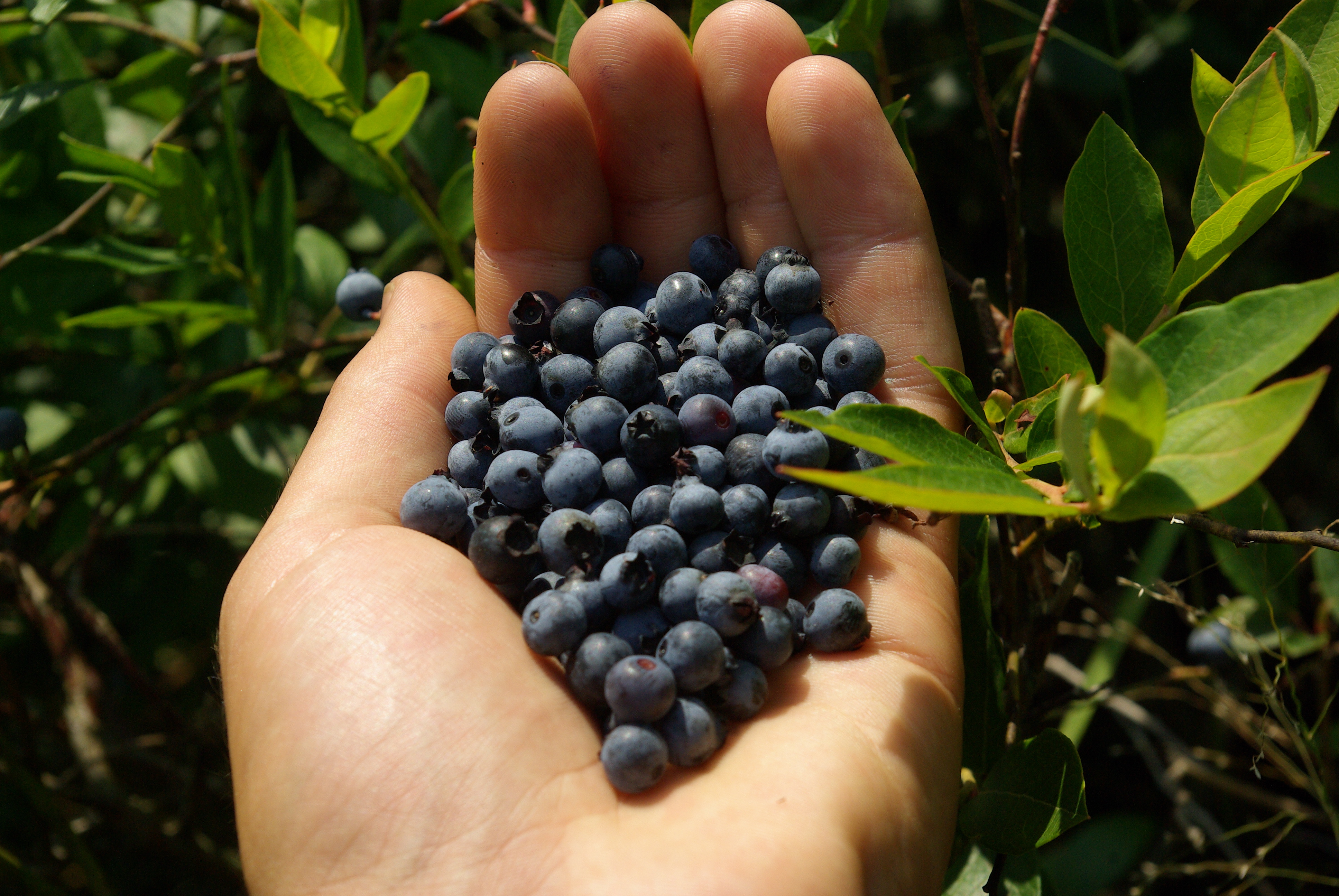 Wild blueberries photo