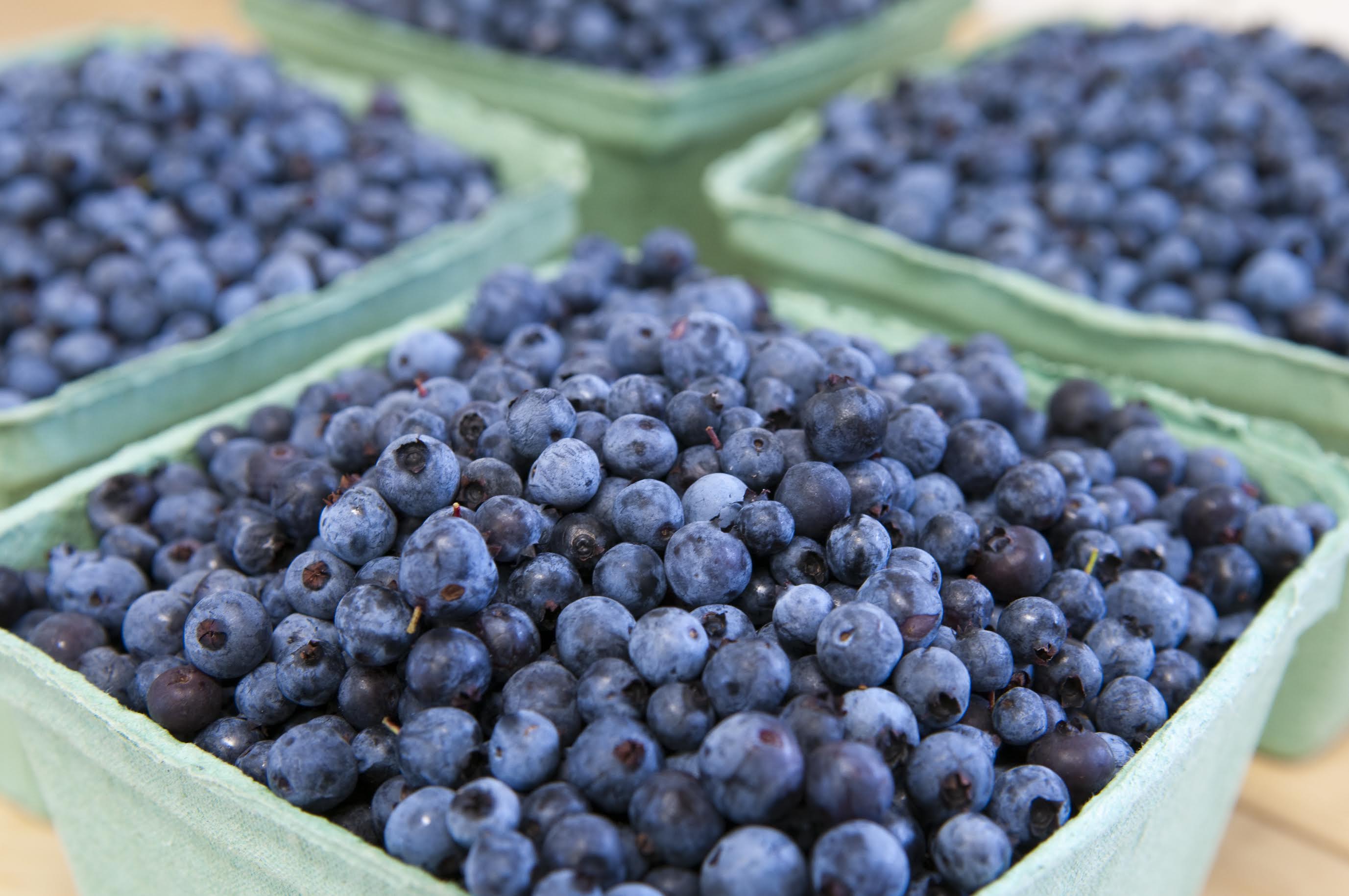 Anatomy of a Food Trend: Are Wild Maine Blueberries the Next Big ...
