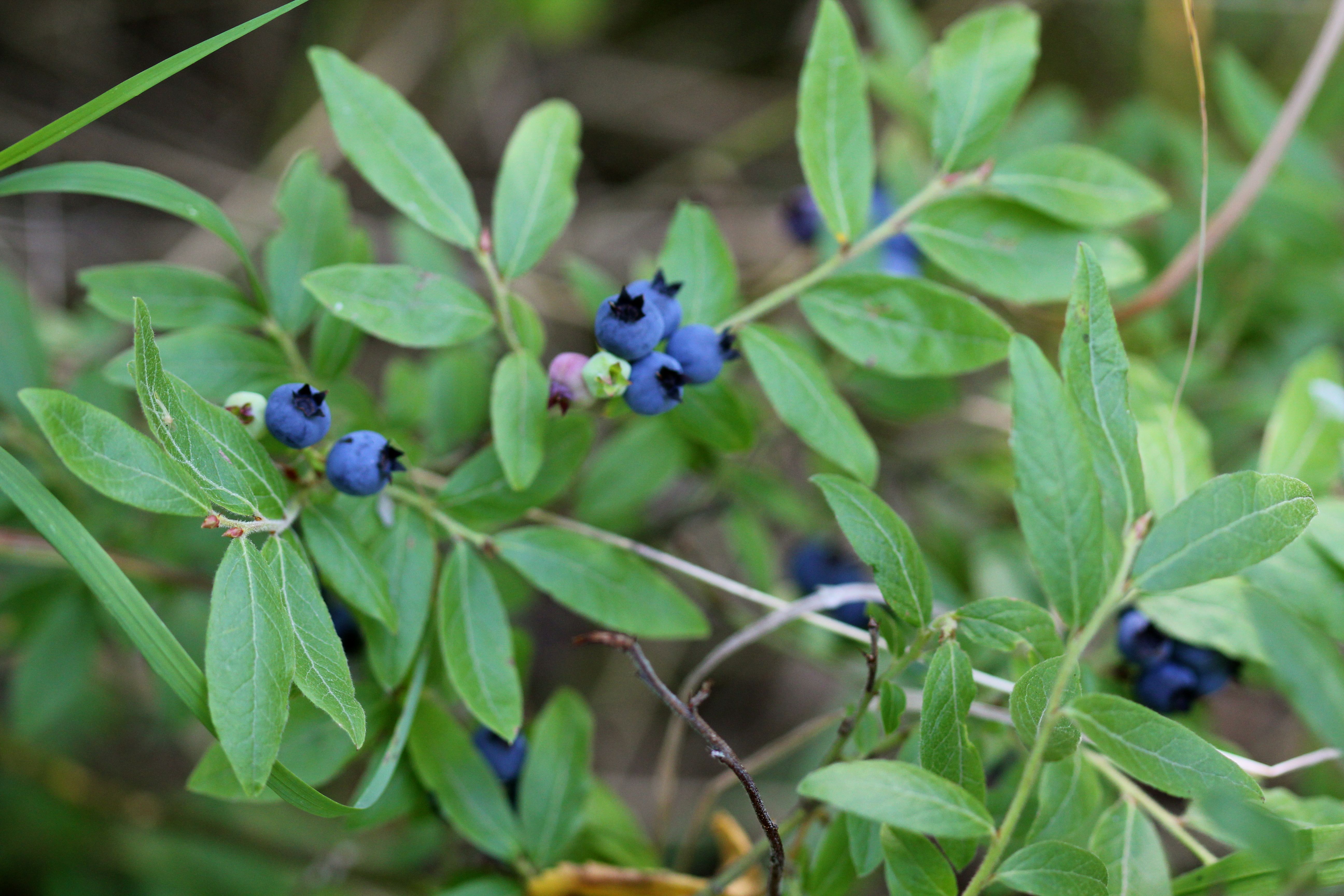 wild blueberries | cabinorganic