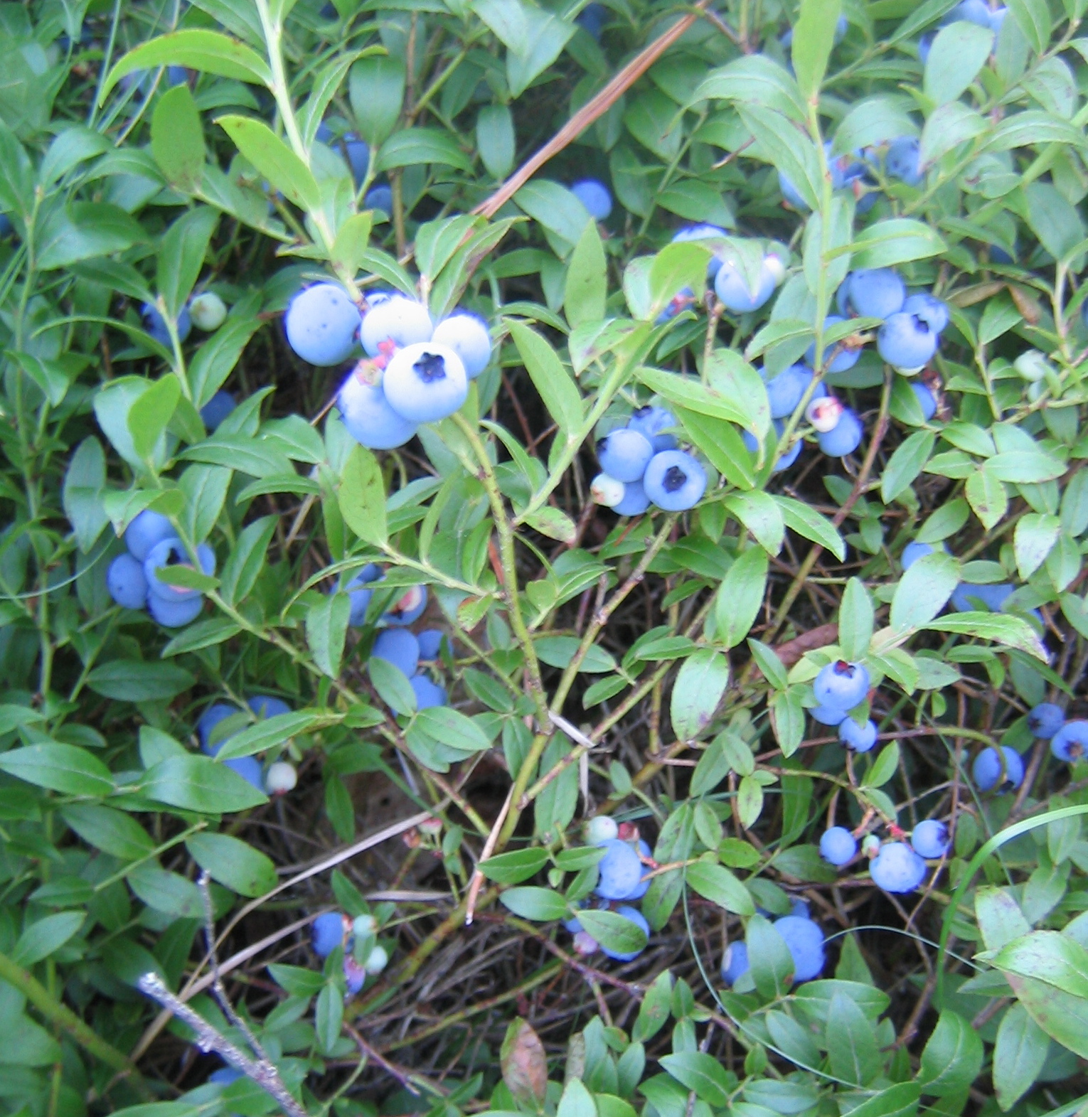 Sarah Laurence: Wild Blueberries