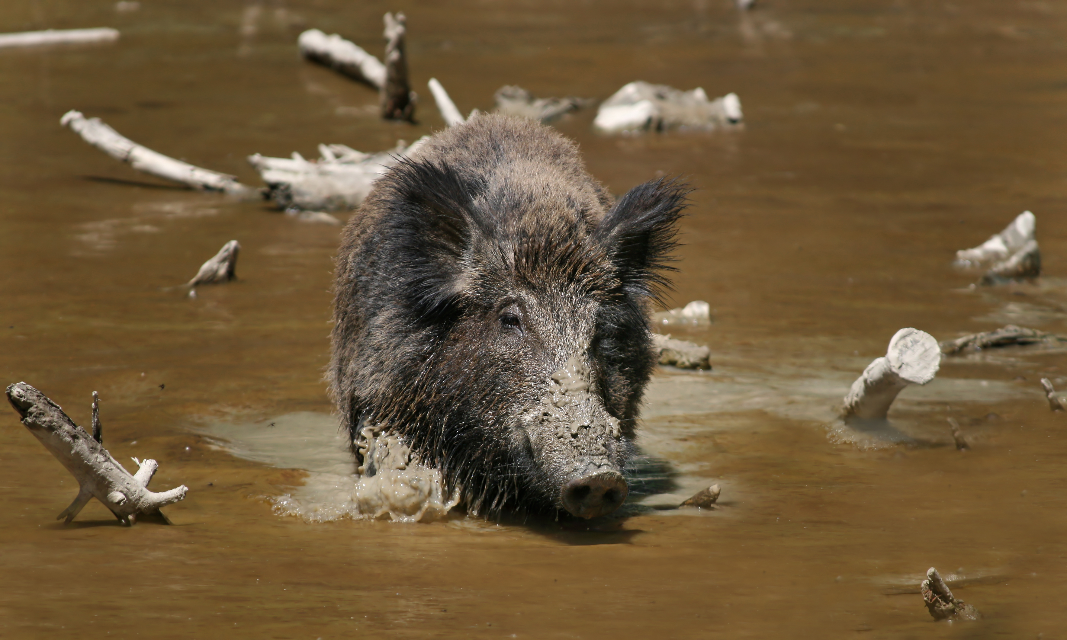 Wild boar - Wikipedia