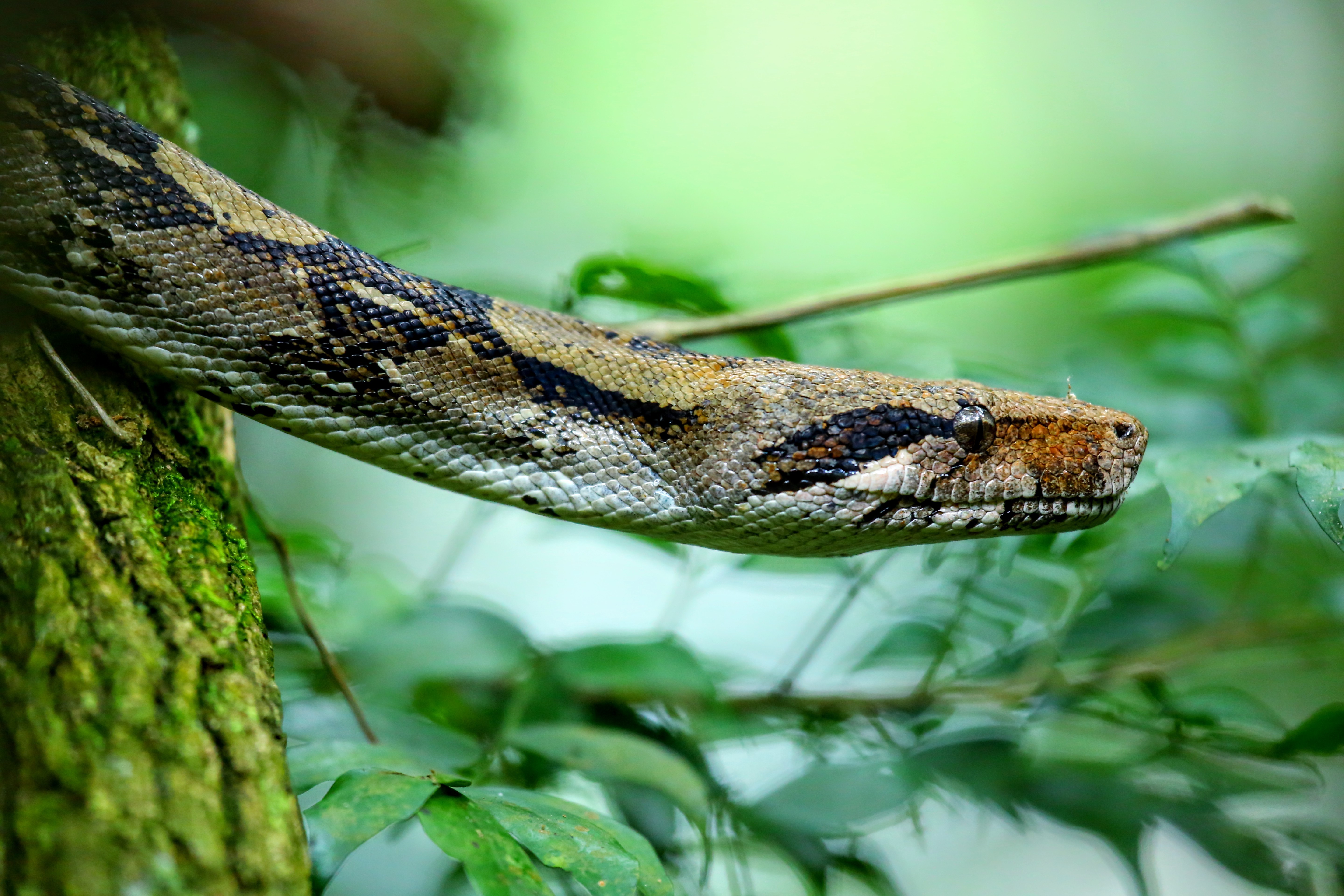 6 interesting facts about boa constrictors | MNN - Mother Nature Network