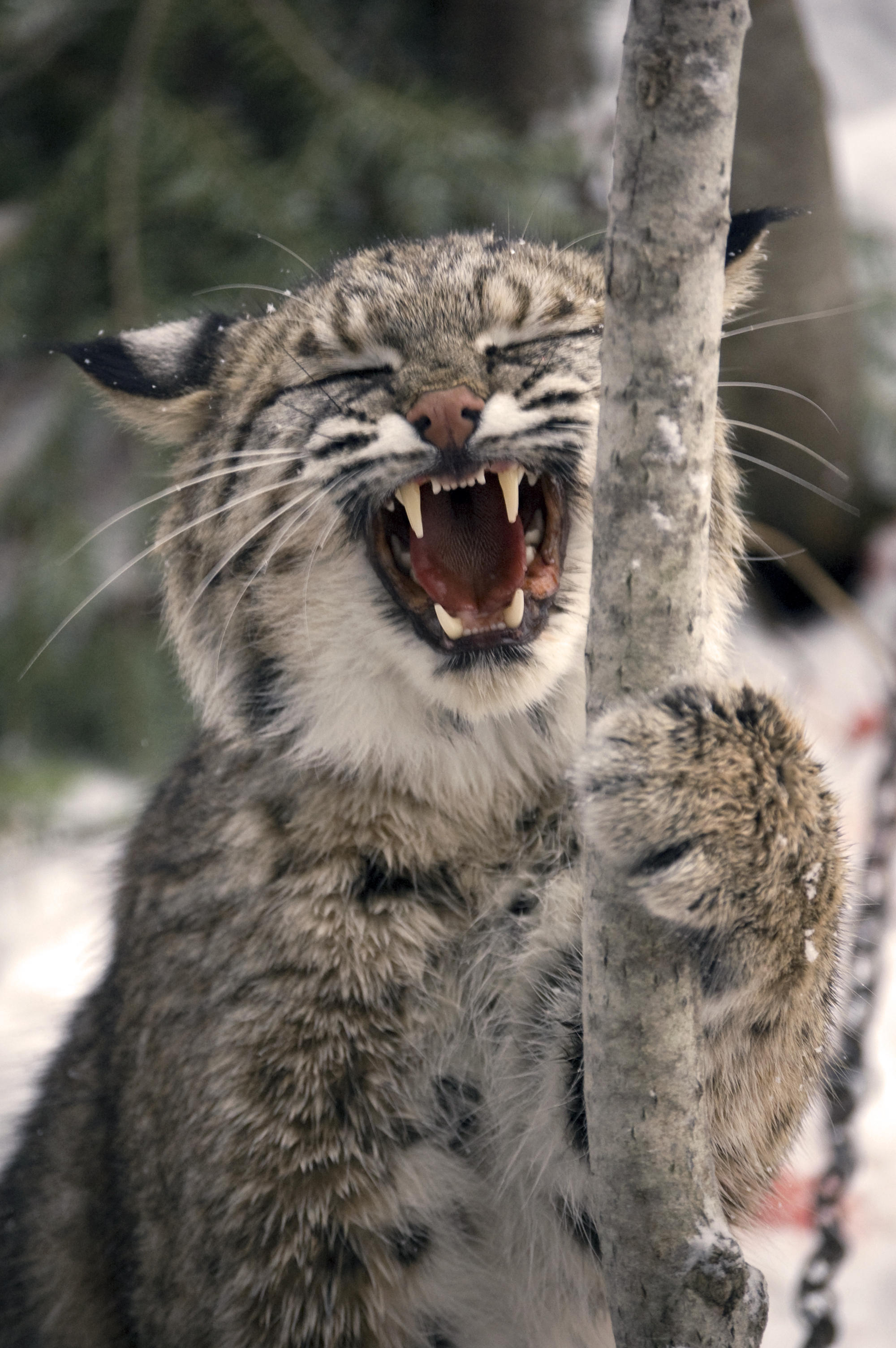 Wild bobcat photo