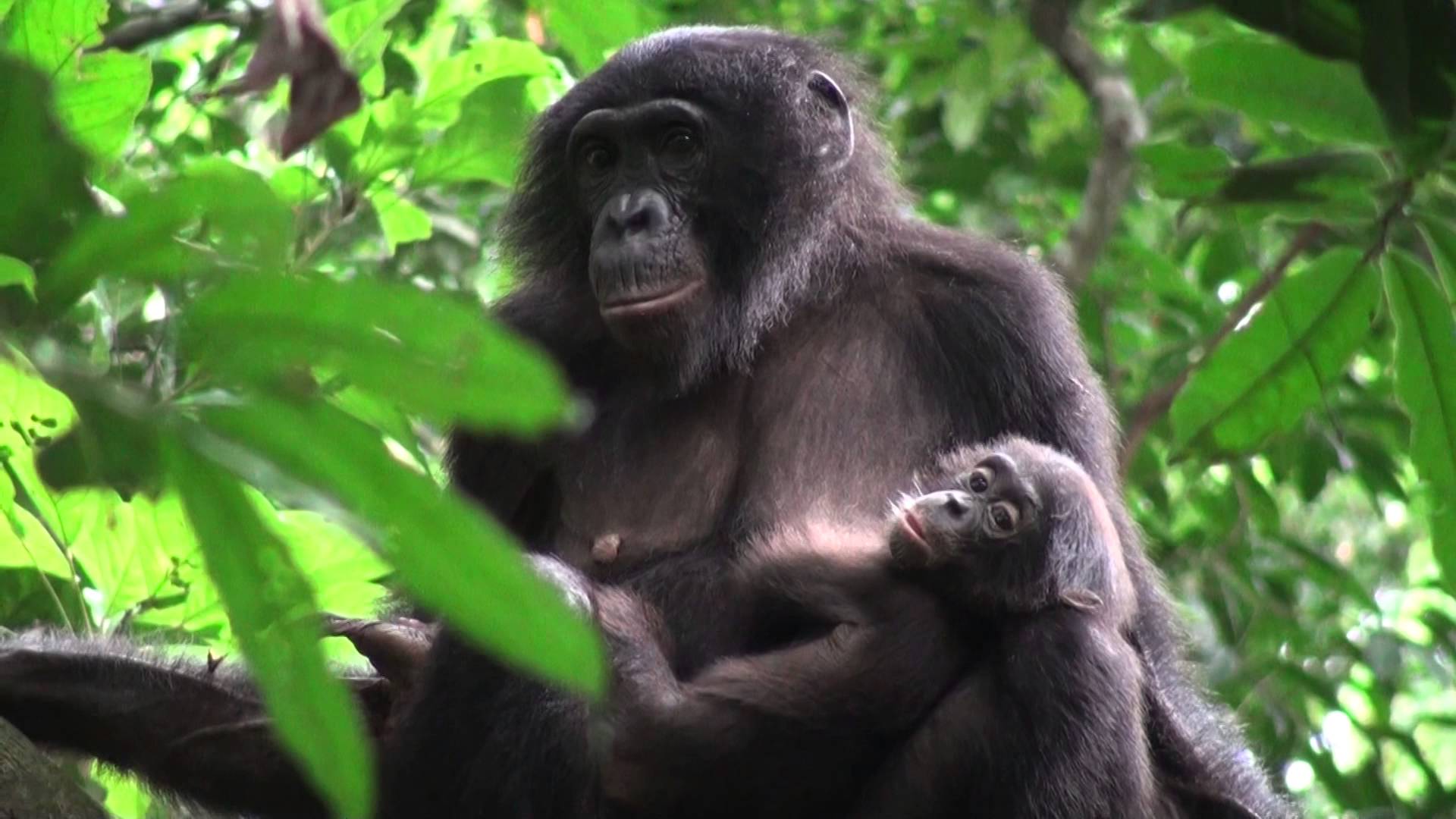 Alpha female with offspring wild bonobo, Wamba, DR Congo - YouTube