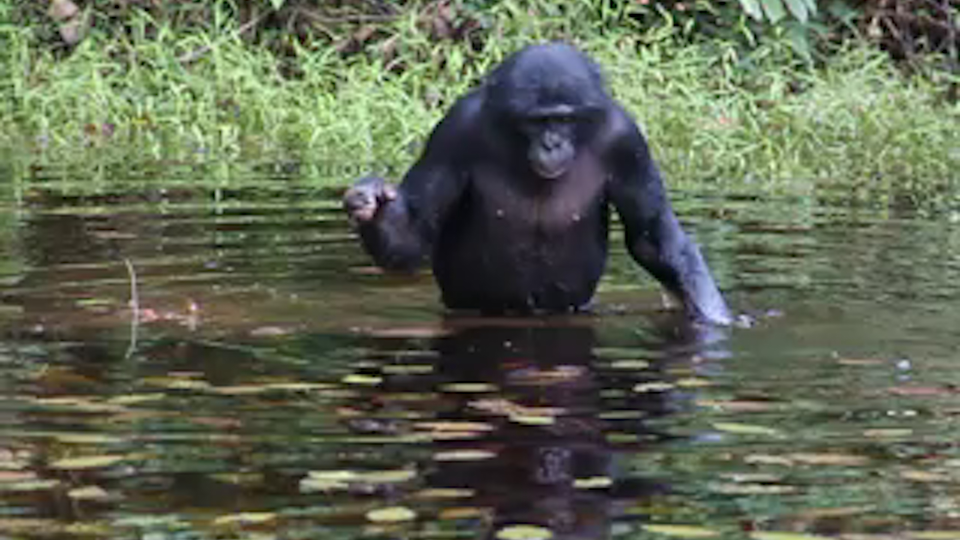 Wild bonobos 'peeping' while feeding