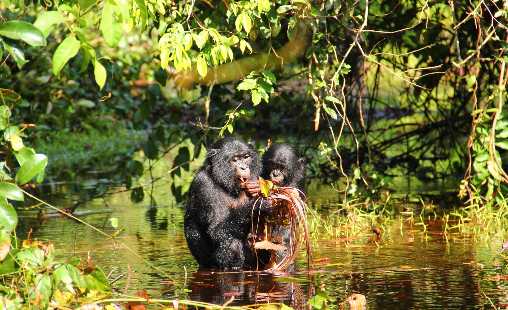 Bonobos Talk Like Human Infants, Researchers Say | Biology | Sci ...