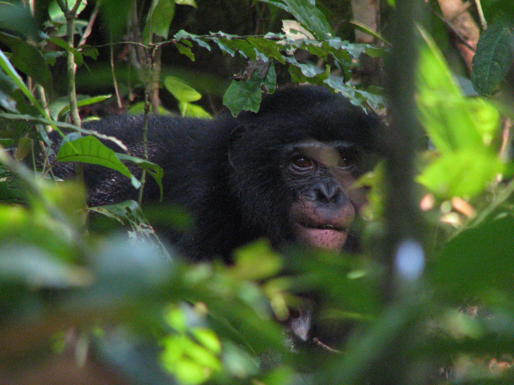 Study identifies new malaria parasites in wild bonobos