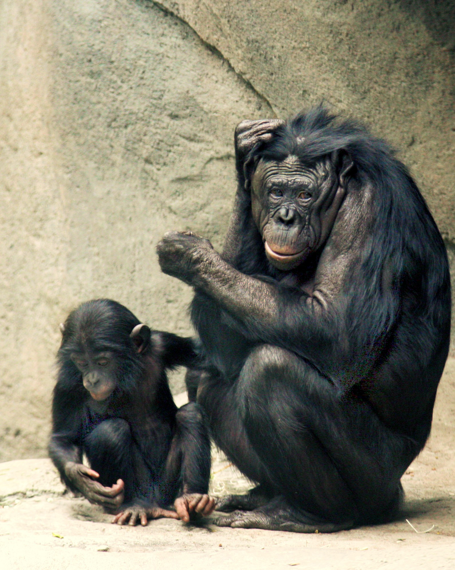 Bonobo - Wikipedia