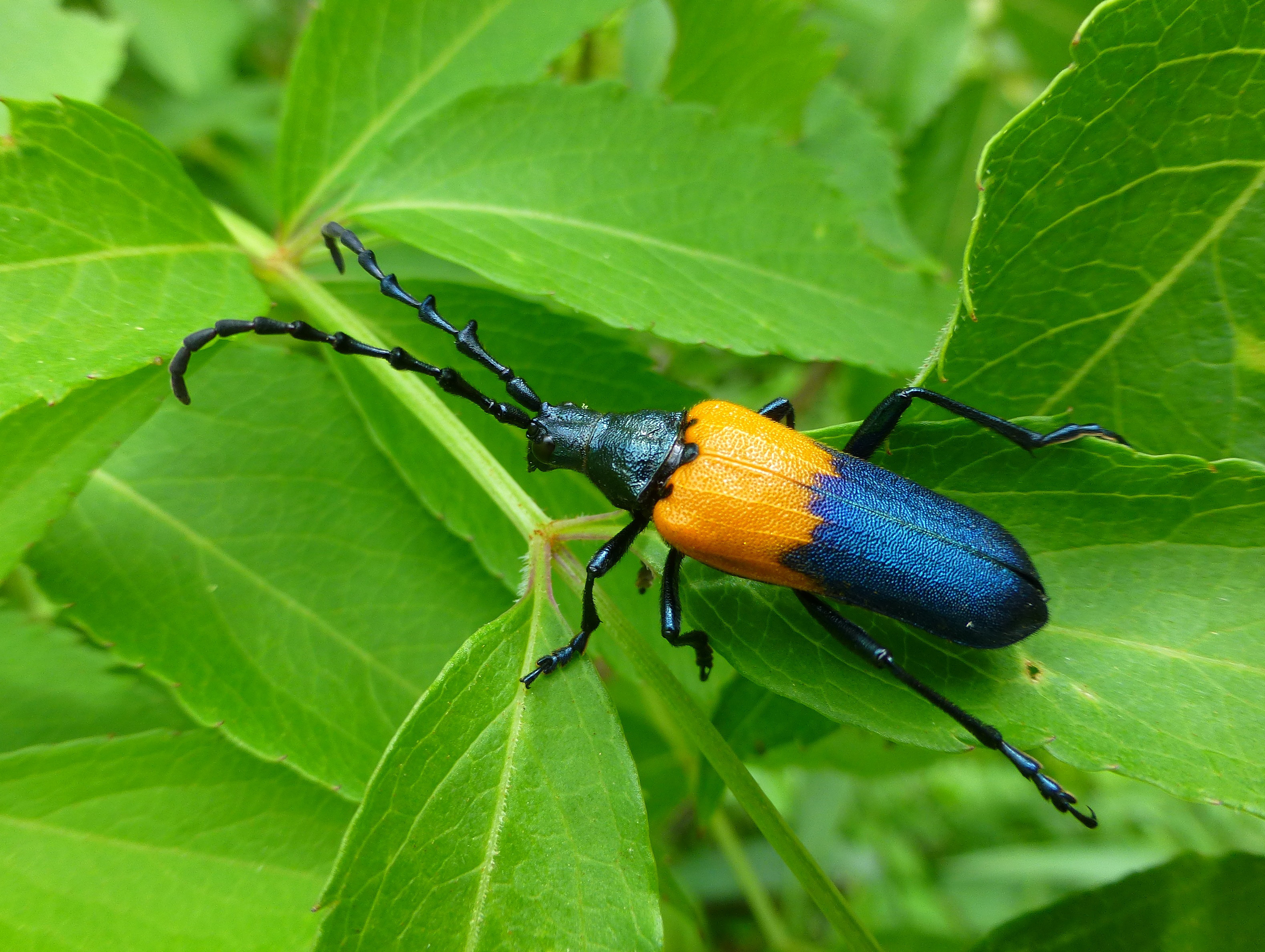Wild and Wonderful Insects of New England | Uconnladybug's Blog