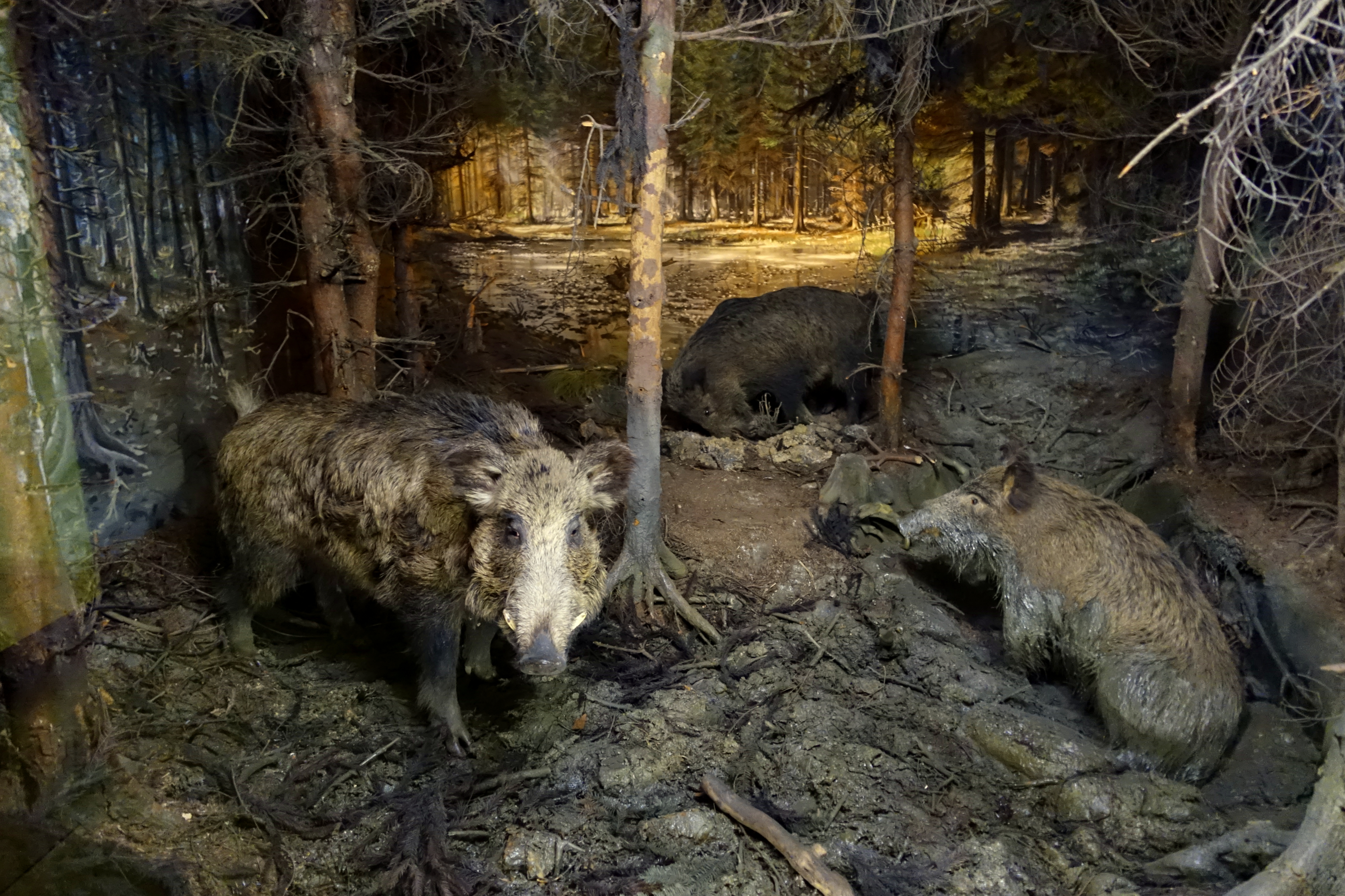 File:Wild boars - Naturhistorisches Museum, Braunschweig, Germany ...