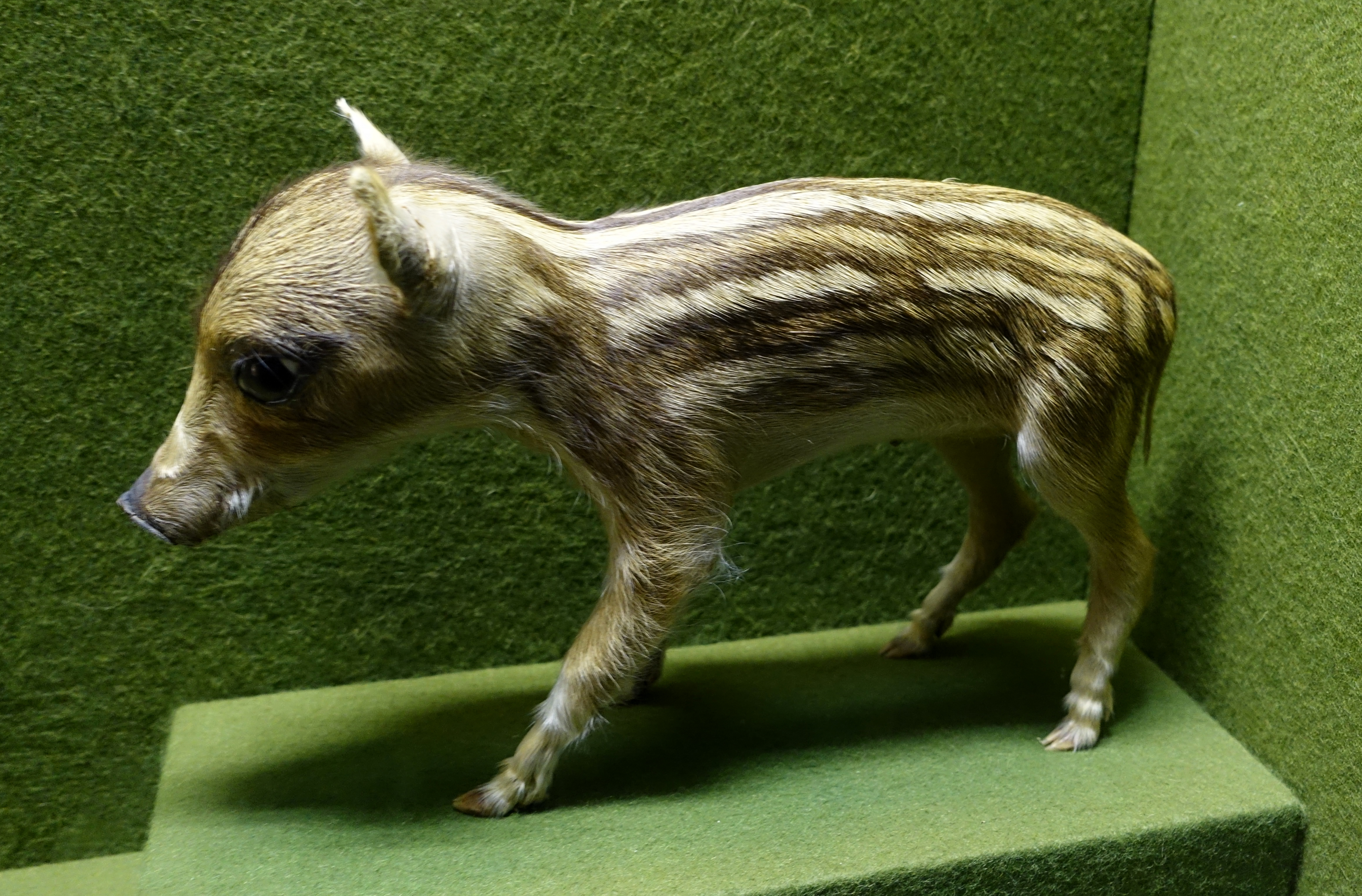 File:Wild boar, one day old - Naturhistorisches Museum, Braunschweig ...