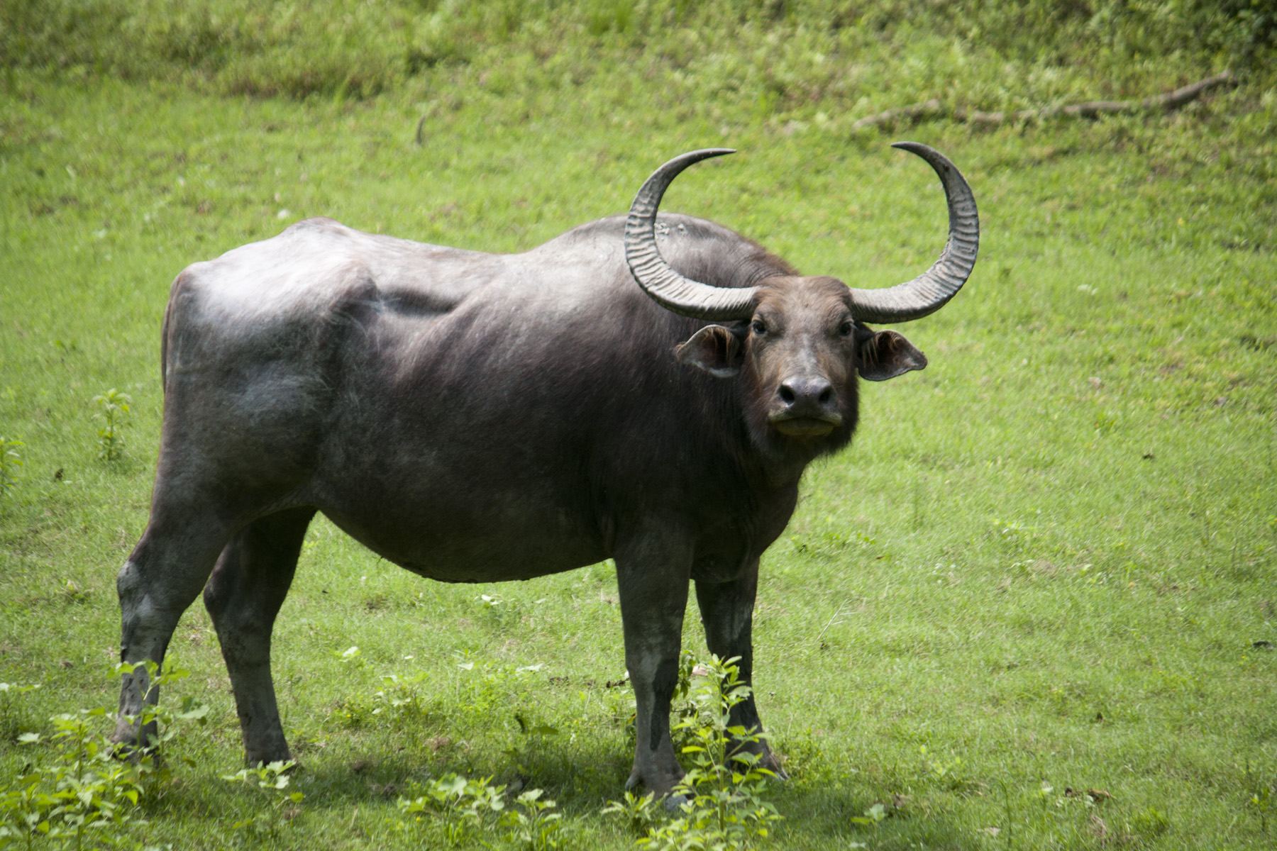 Short study and facts about Wild buffalo | Kine | Pinterest ...