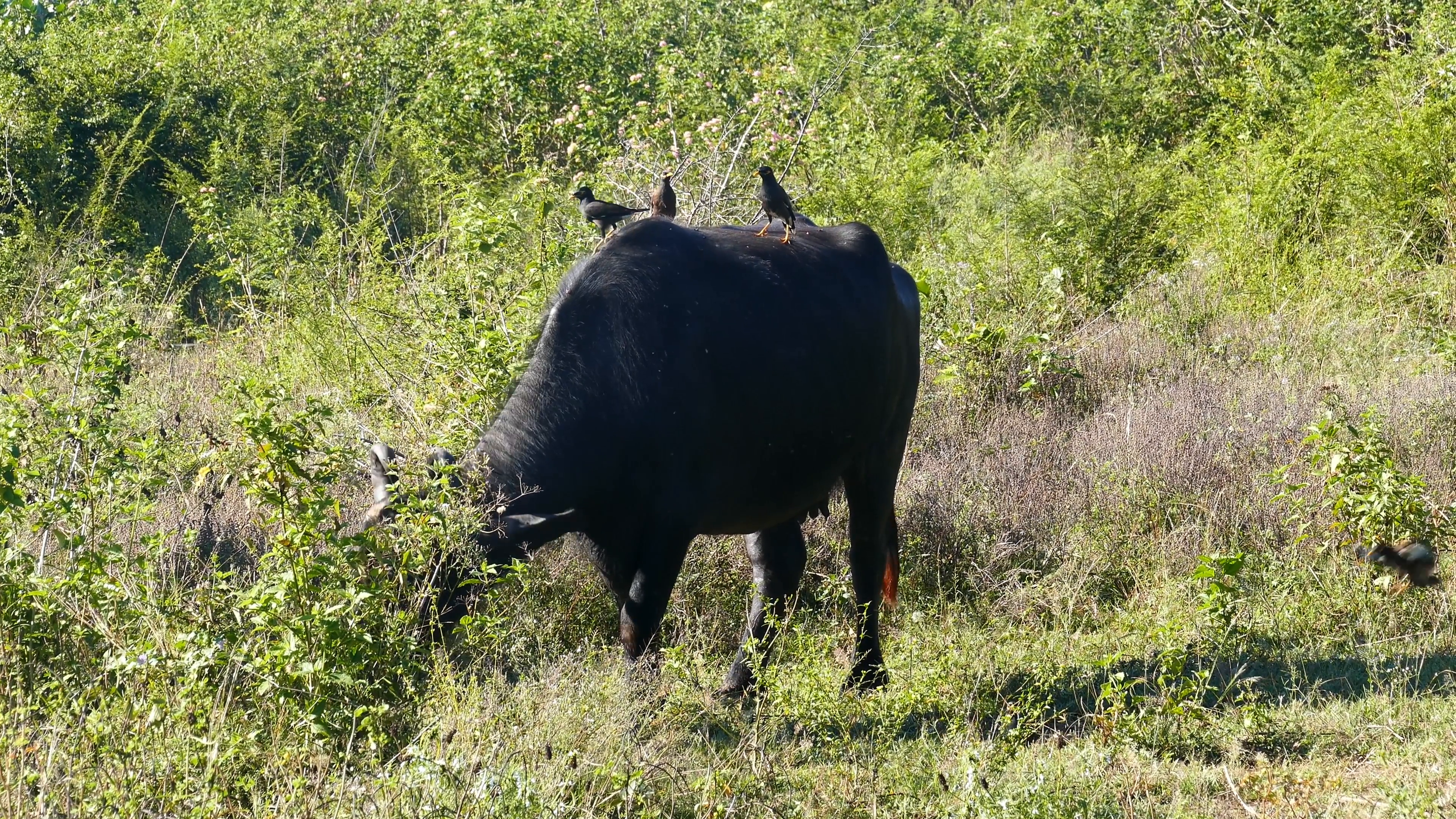 Wild buffalo photo