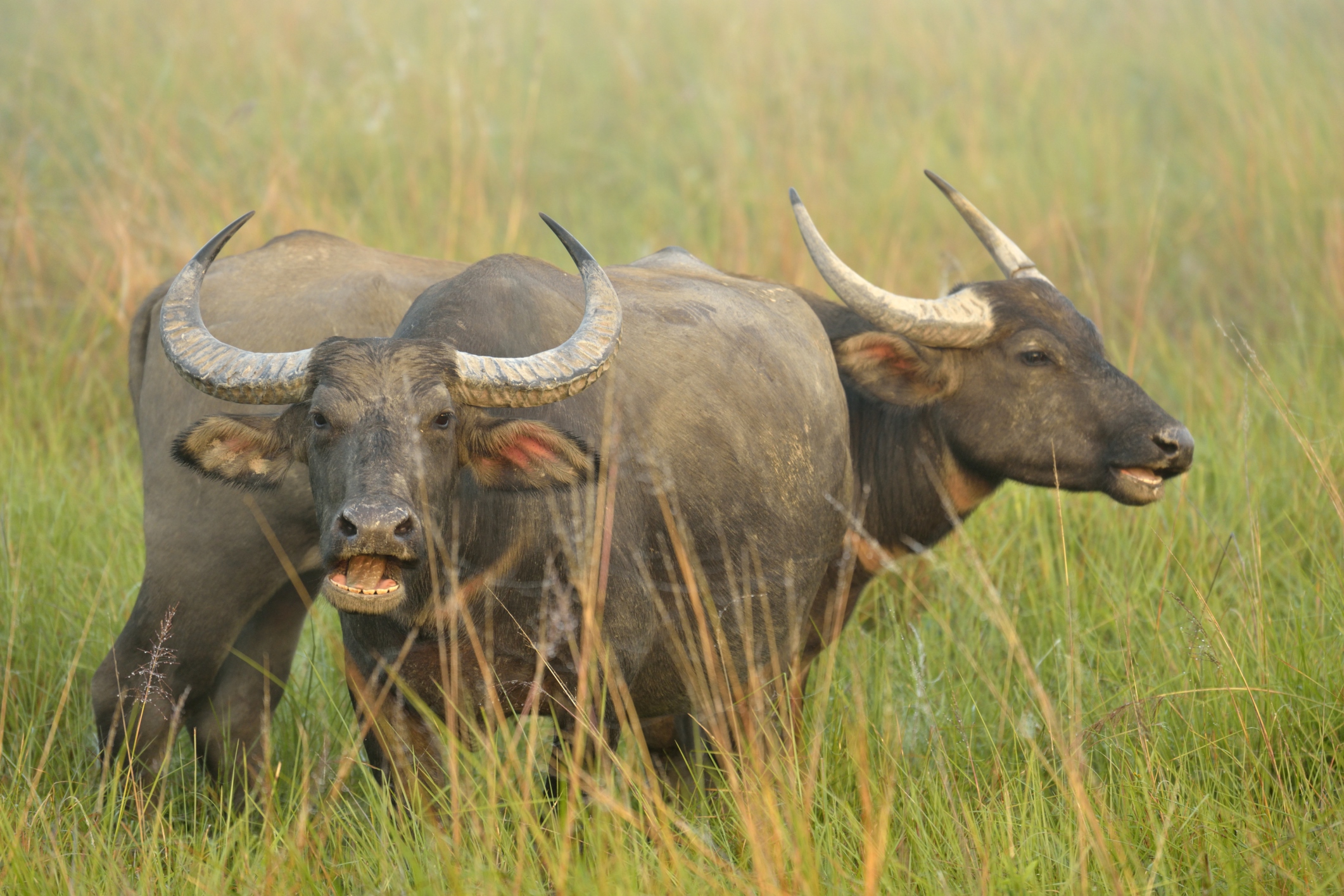 Water Buffalo Facts: Animals of Asia - WorldAtlas.com