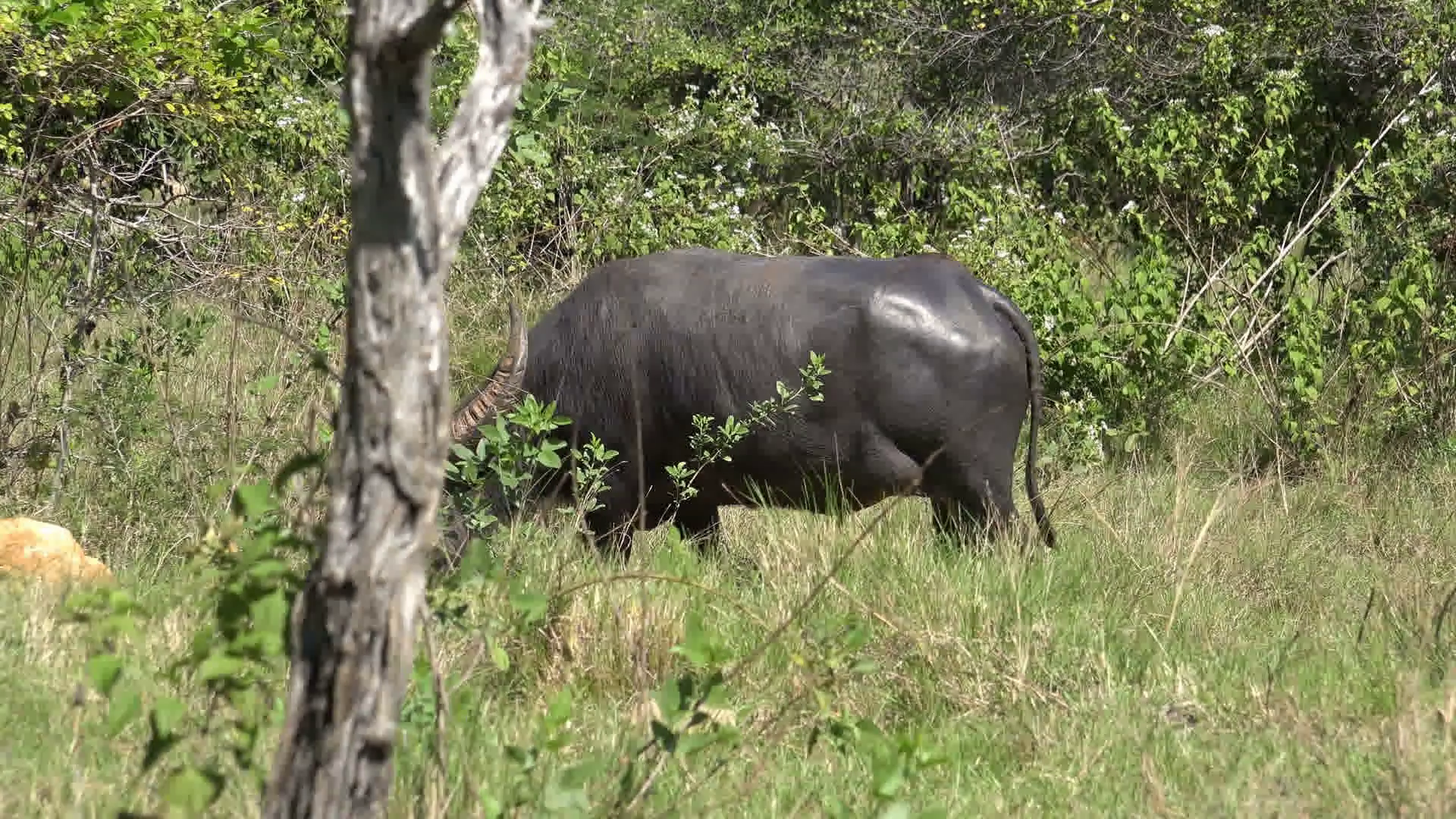 4k Wild buffalo zoom out in Rinca island mountain vegetation ...