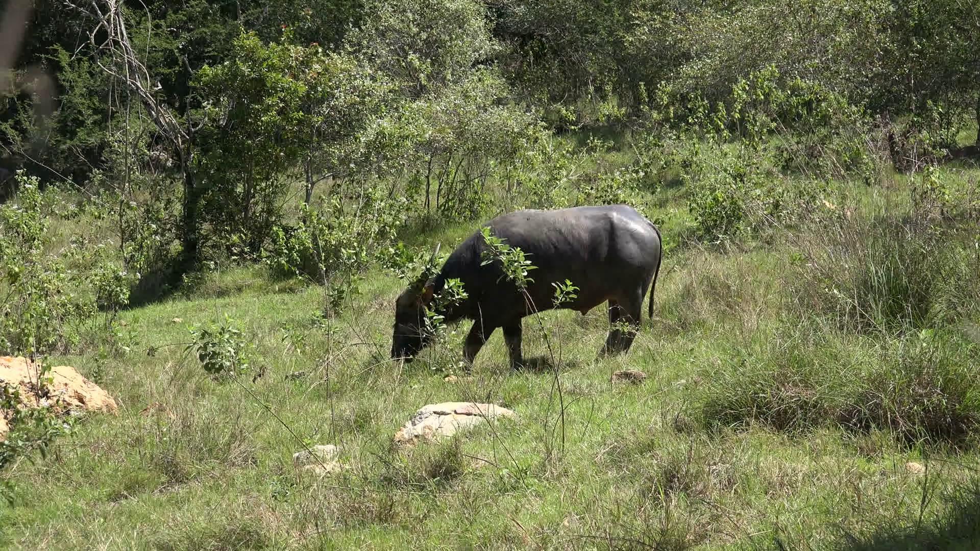 24k Wild buffalo zoom in Rinca island mountain vegetation landscape ...