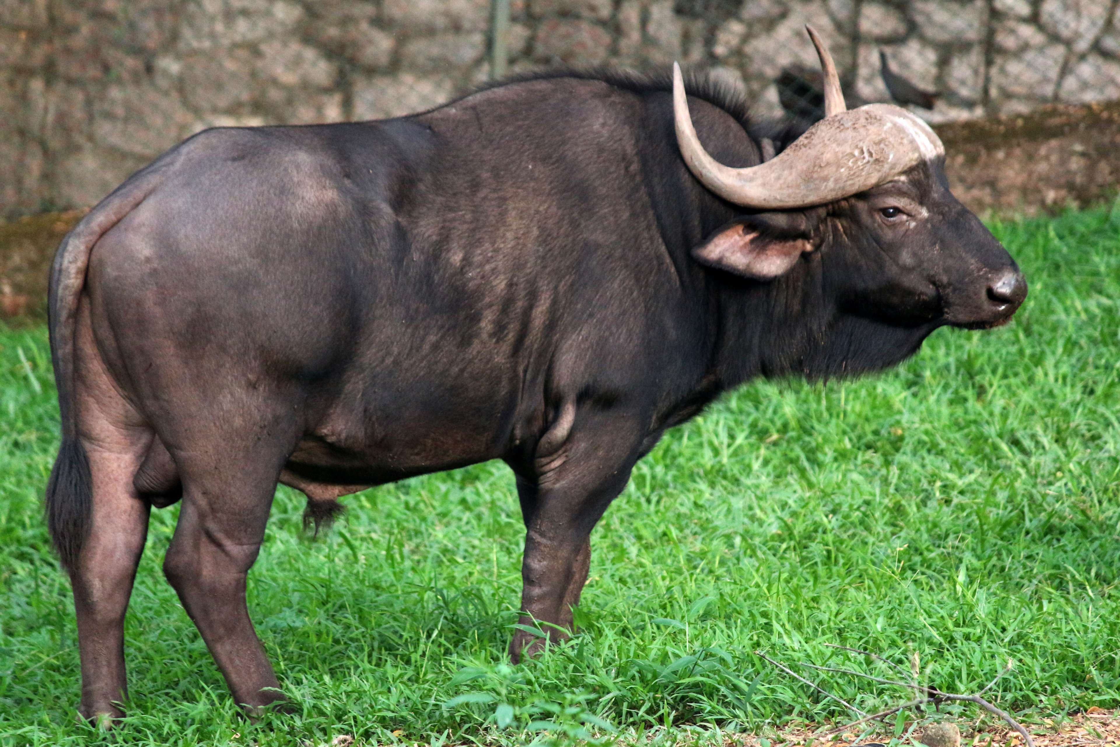 animal #asia #big #buffalo #bull #environment #forest #gaur #grass ...
