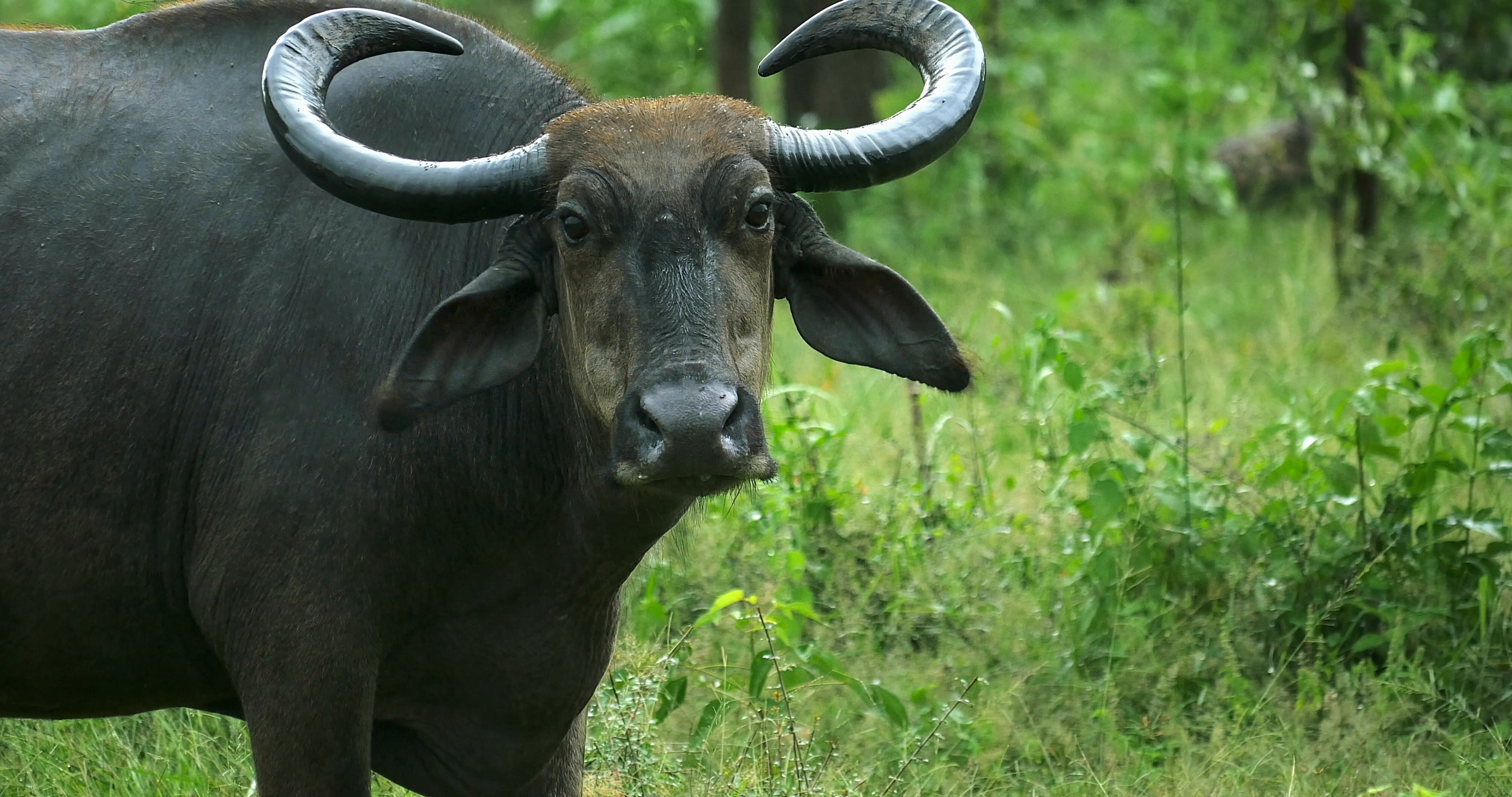 Close-up portrait of wild buffalo with big horns in Sri Lanka Yala ...