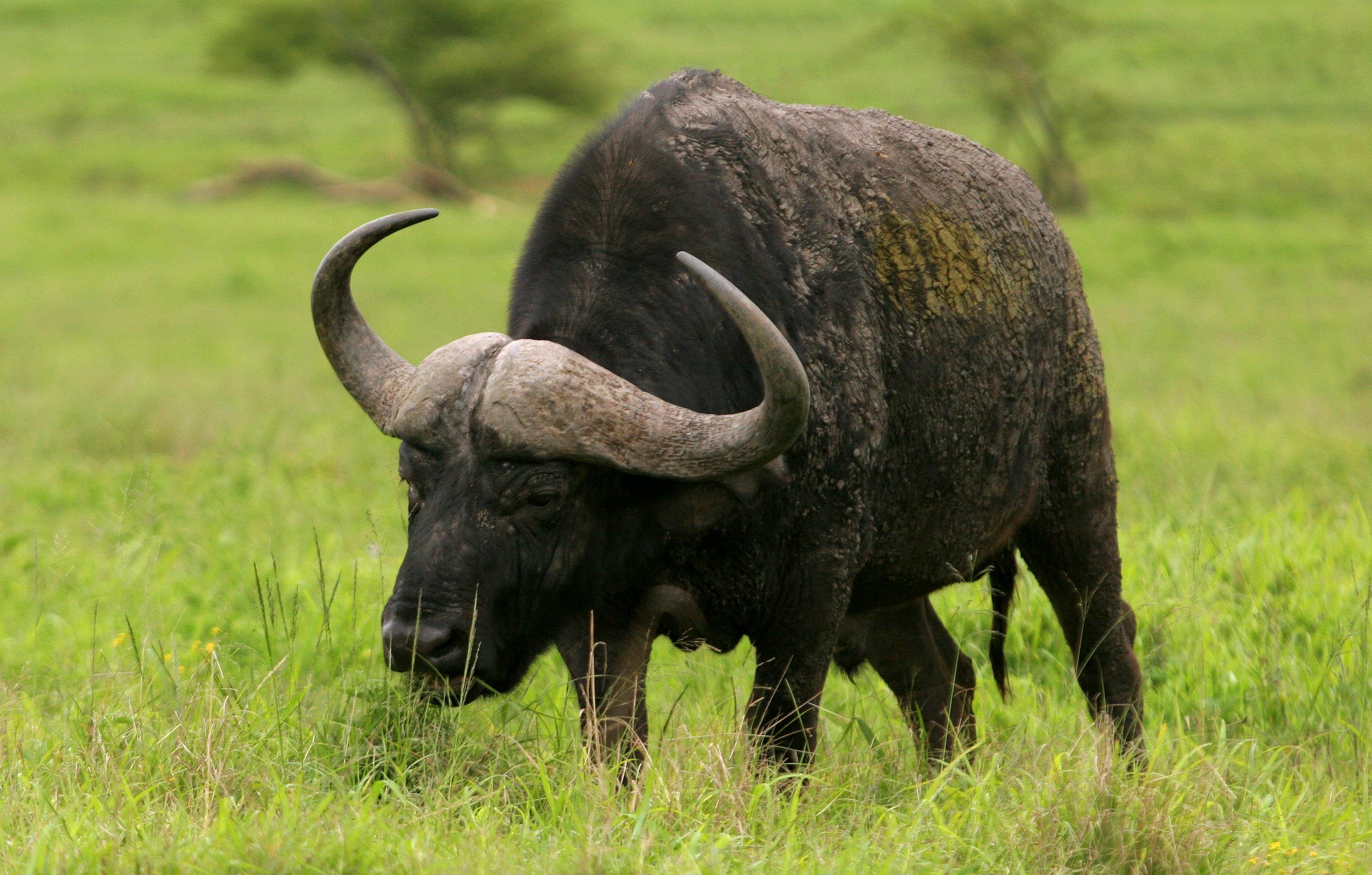 Wild buffalo photo