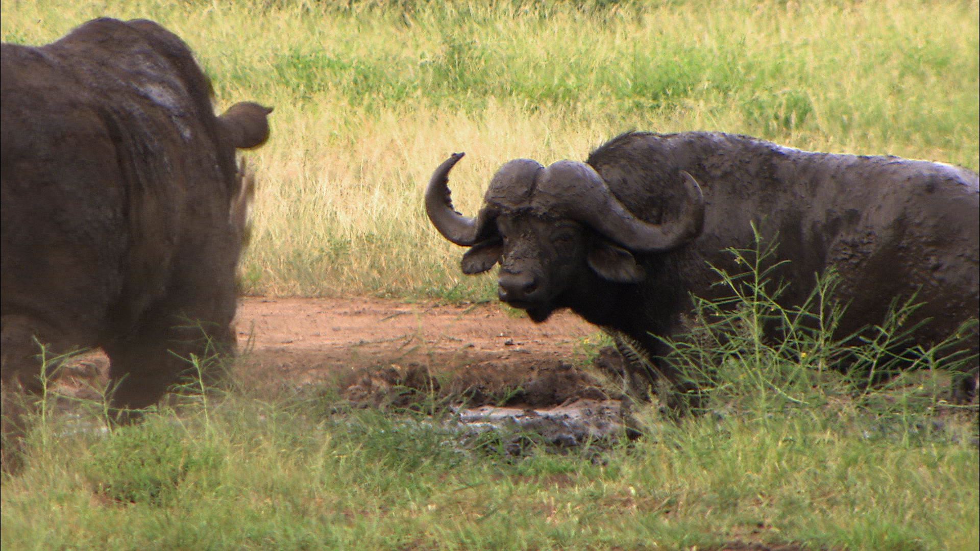 Rhino vs. Cape Buffalo - Caught in the Act Video - National. 
