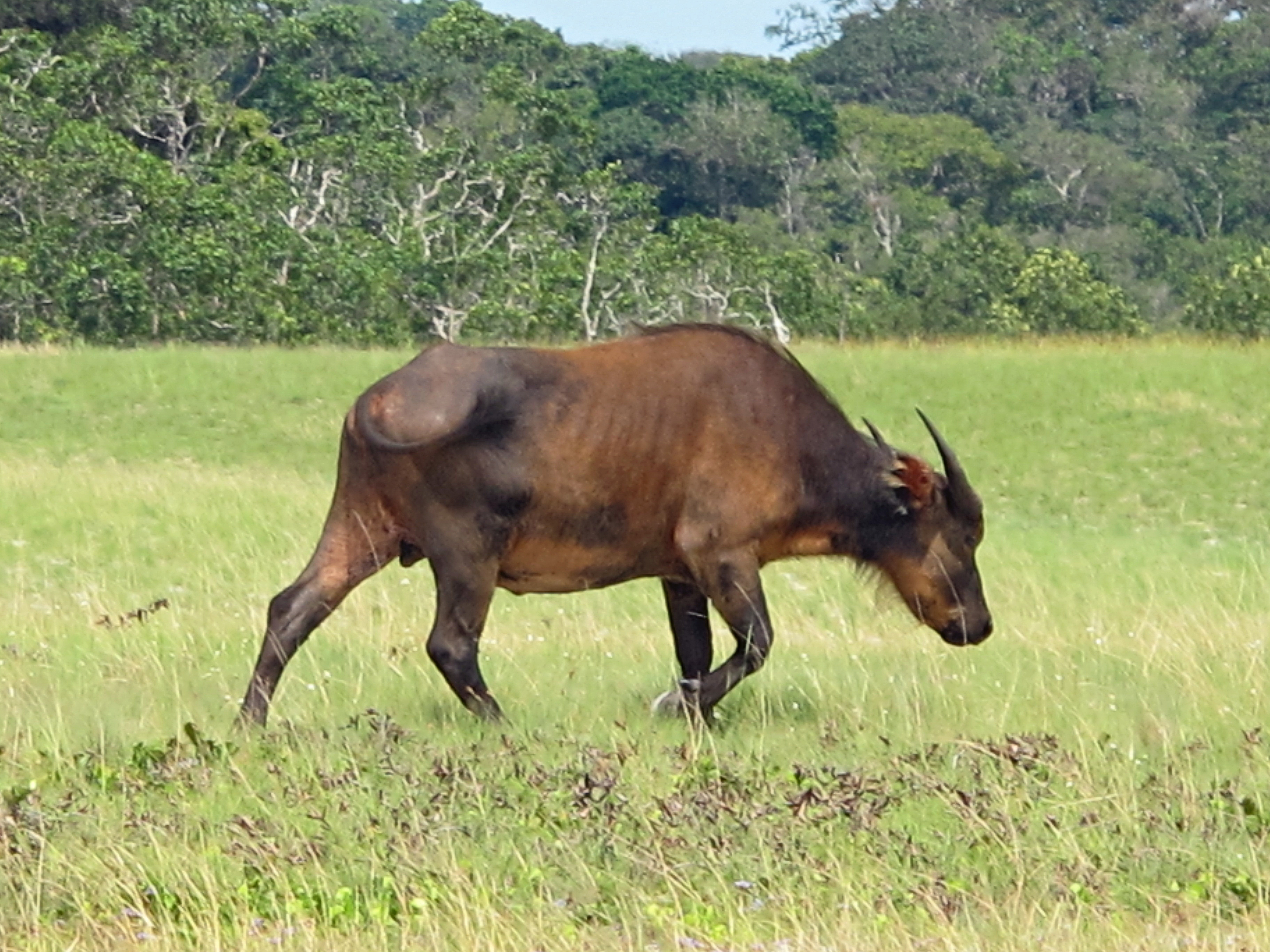 File:Gabon Loango National Park Wild Buffalo Single.jpeg - Wikimedia ...