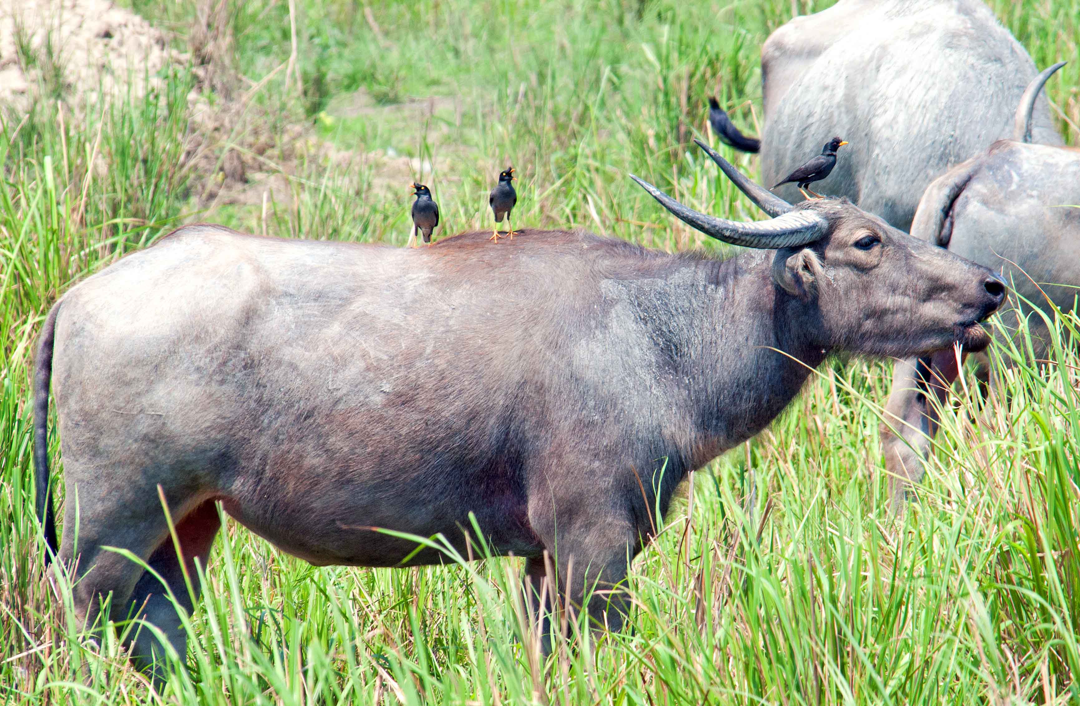 Wild water buffalo – Ray Cannon's travel blog