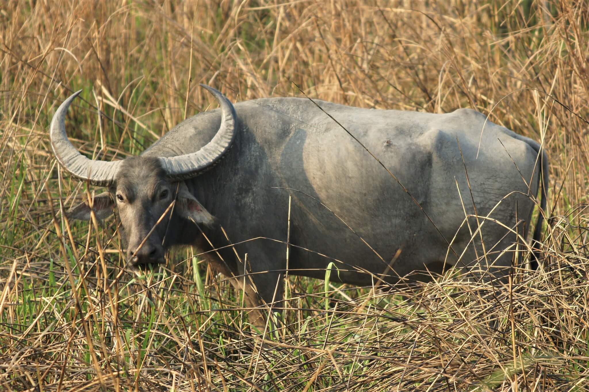 Indian Wild Buffalo | Asian Buffalo | Characteristics | Habitat
