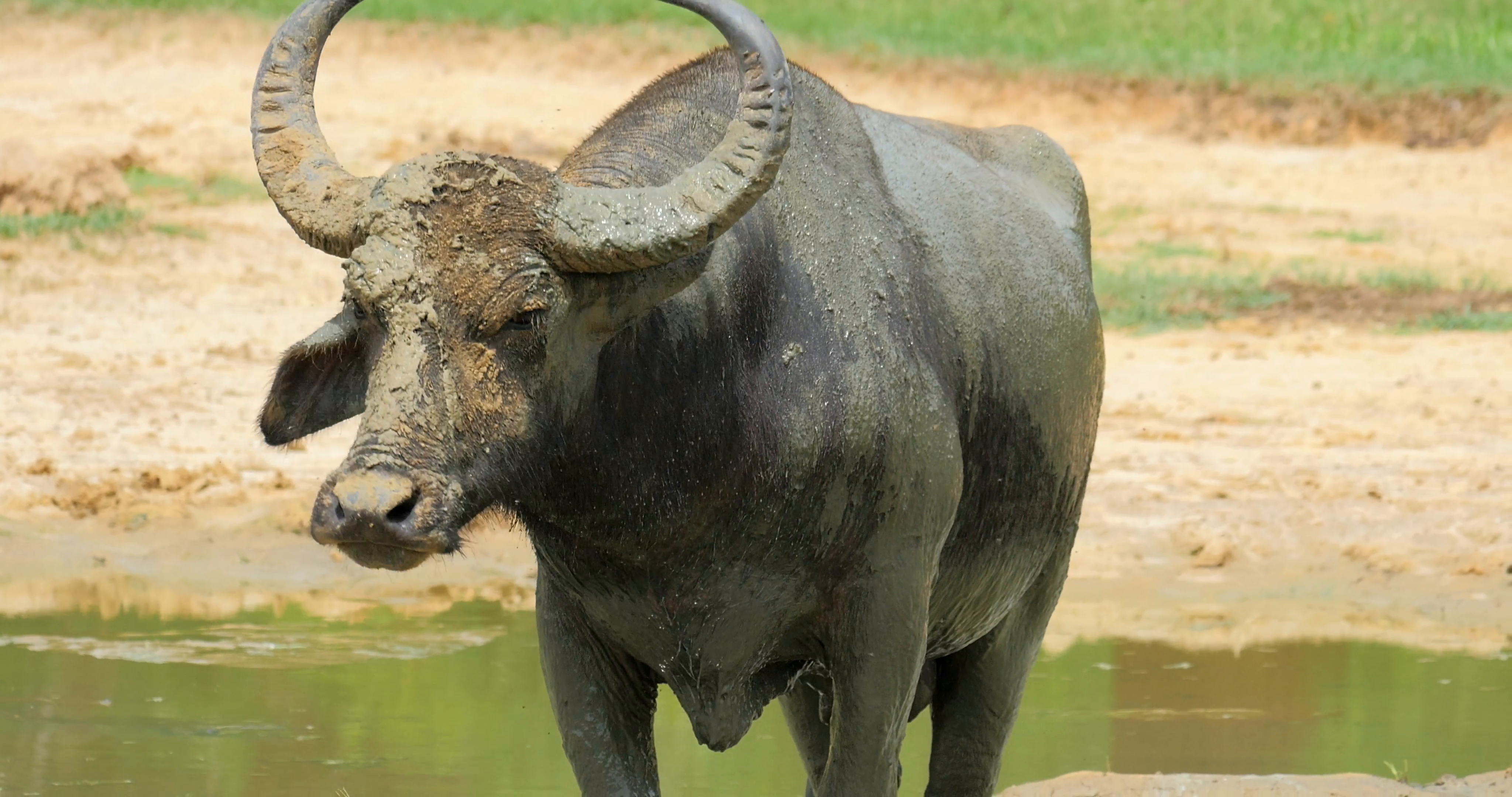 Sri Lanka wild Water Buffalo looks at camera near waterhole, Yala ...