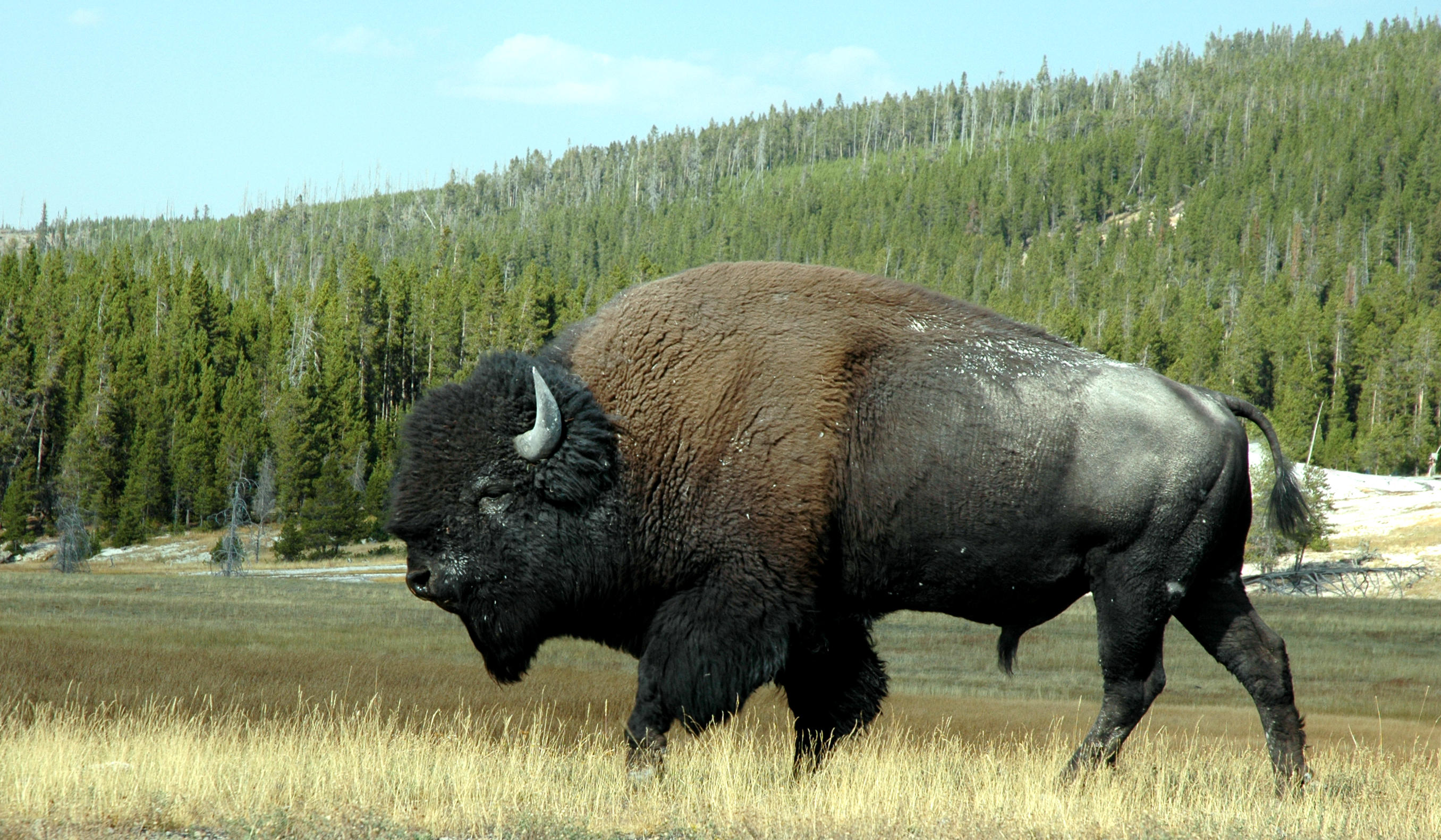 Montana Buffalo in Trouble | The National Humane Education Society