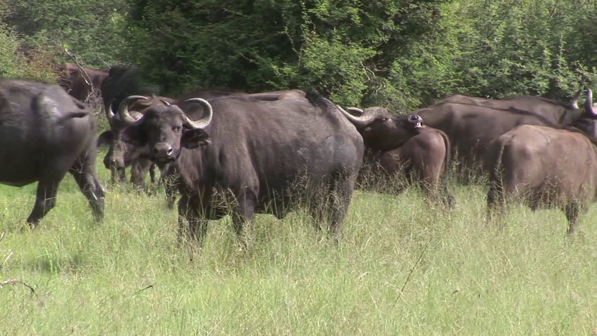 Wild Buffalo in African Kenya savannah Africa Stock Video Footage ...